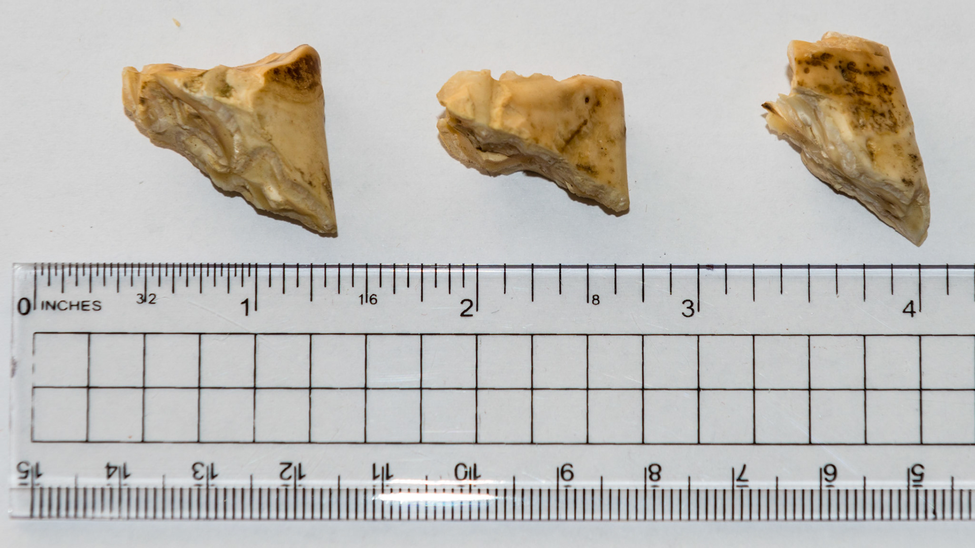 These are 3 over-erupted last lower cheek teeth called caudal hooks. The cut surface is now level with the occlusal surface of the arcade. These hooks caused discomfort in the horse when bridled.