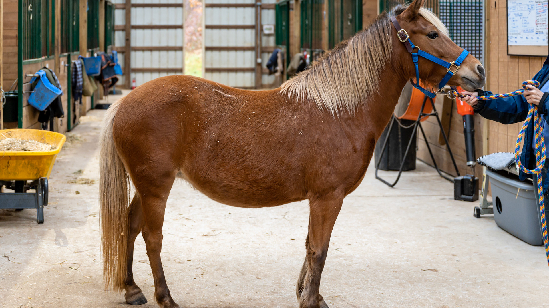 While this looks like a chestnut horse, it is not. There are dark lower limbs and a sooty appearance to the flaxen mane and tail. This is a silver modified bay with a single dilution of cream (buckskin).