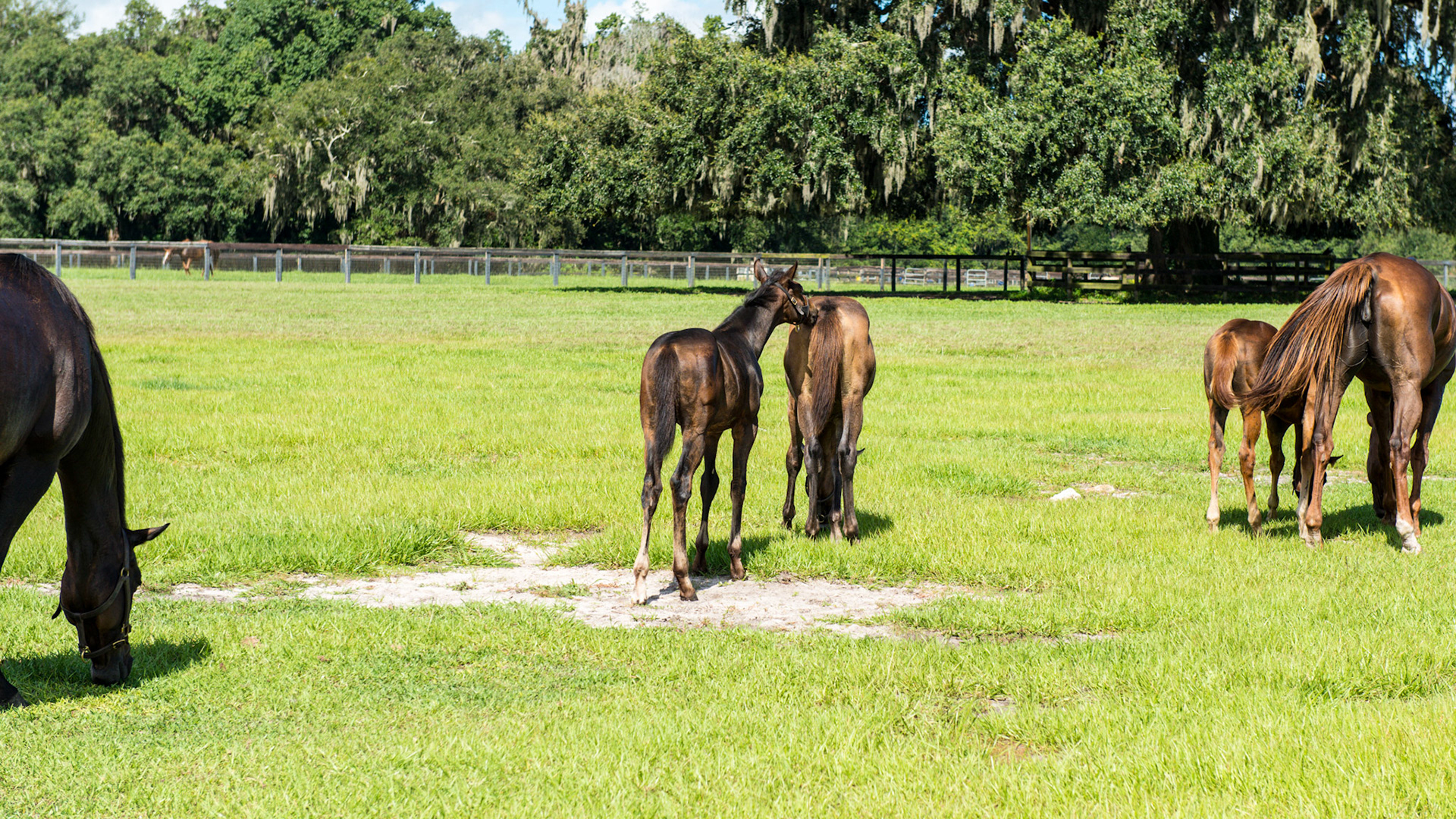 Foal A - 3 of 7 - The young foal continues to bother the older foal but his Mom approaches from the left.