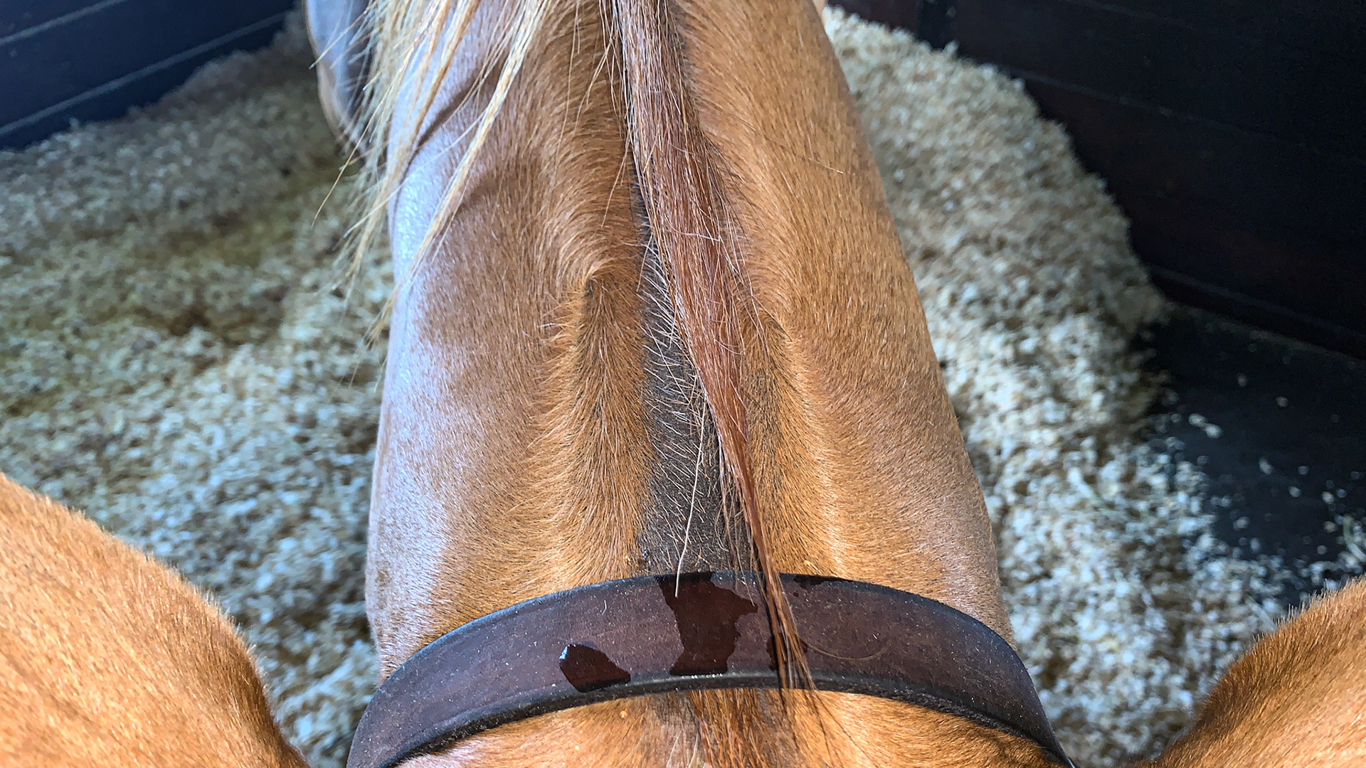 2 whorls located high on the neck on both sides of the mane behind the ears.