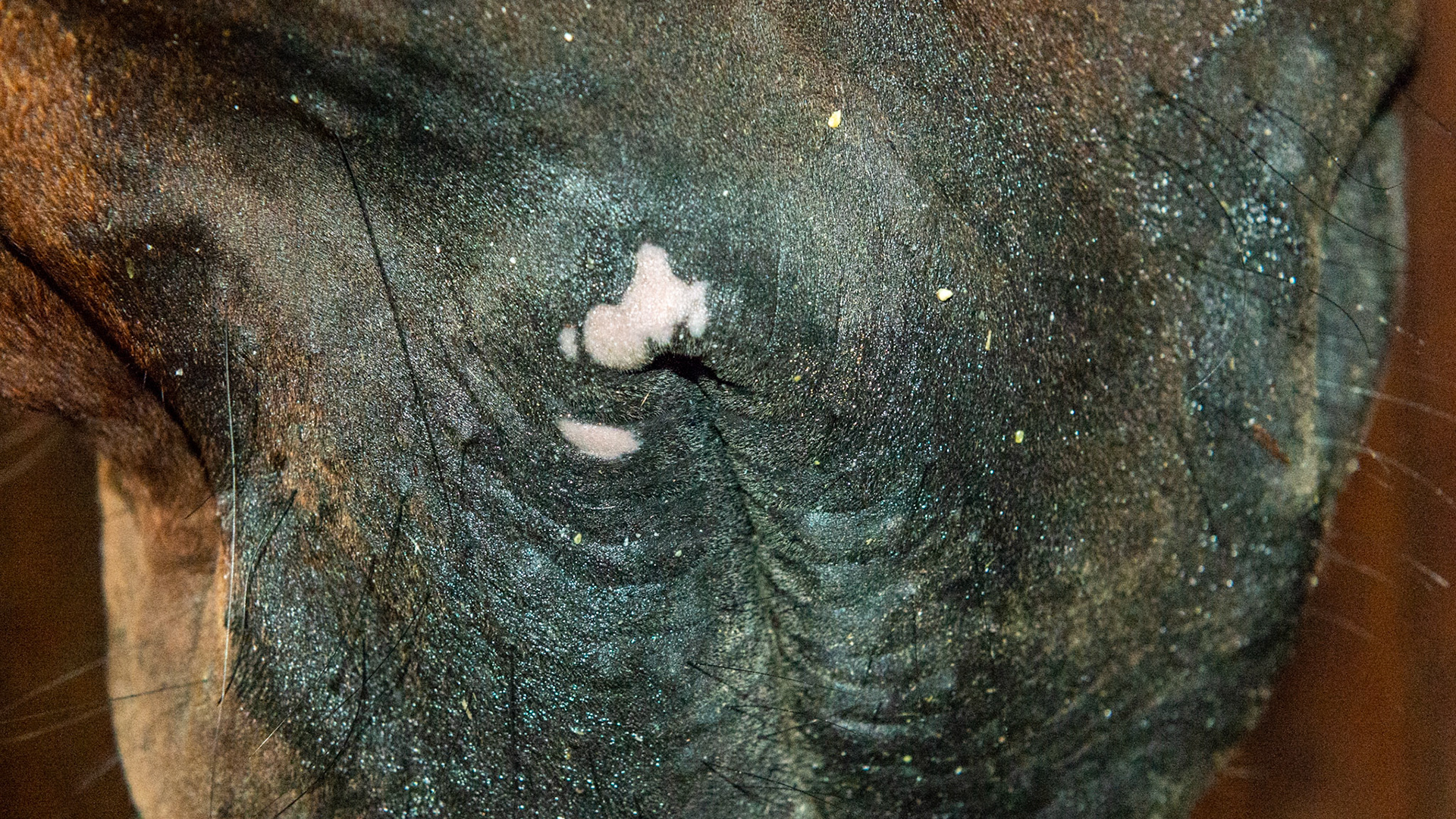 Depigmentation - This horse came to the farm 8 months ago (spring) with this loss of dark pigment. A fly mask was used immediately and the pink areas returned to black. Then about 4 weeks ago (September) the depigmentation occurred again. Some believe it is a mineral deficiency (manganese and zinc plus others) but there is no consistent cause or treatment. It does not bother the horse.