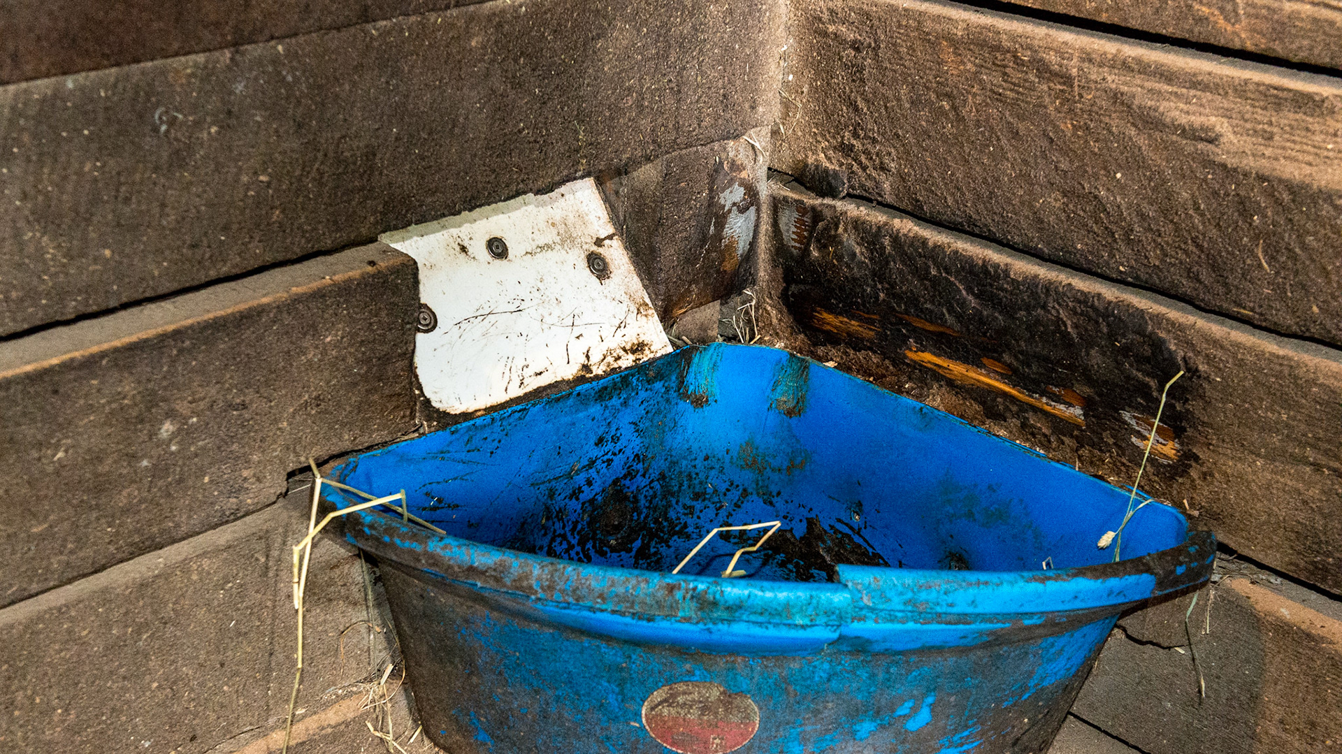 This feed chute is built into the stall wall. The blue cover is an indicator for the blue bucket to be used for feeding.  Each horse is assigned a different color.