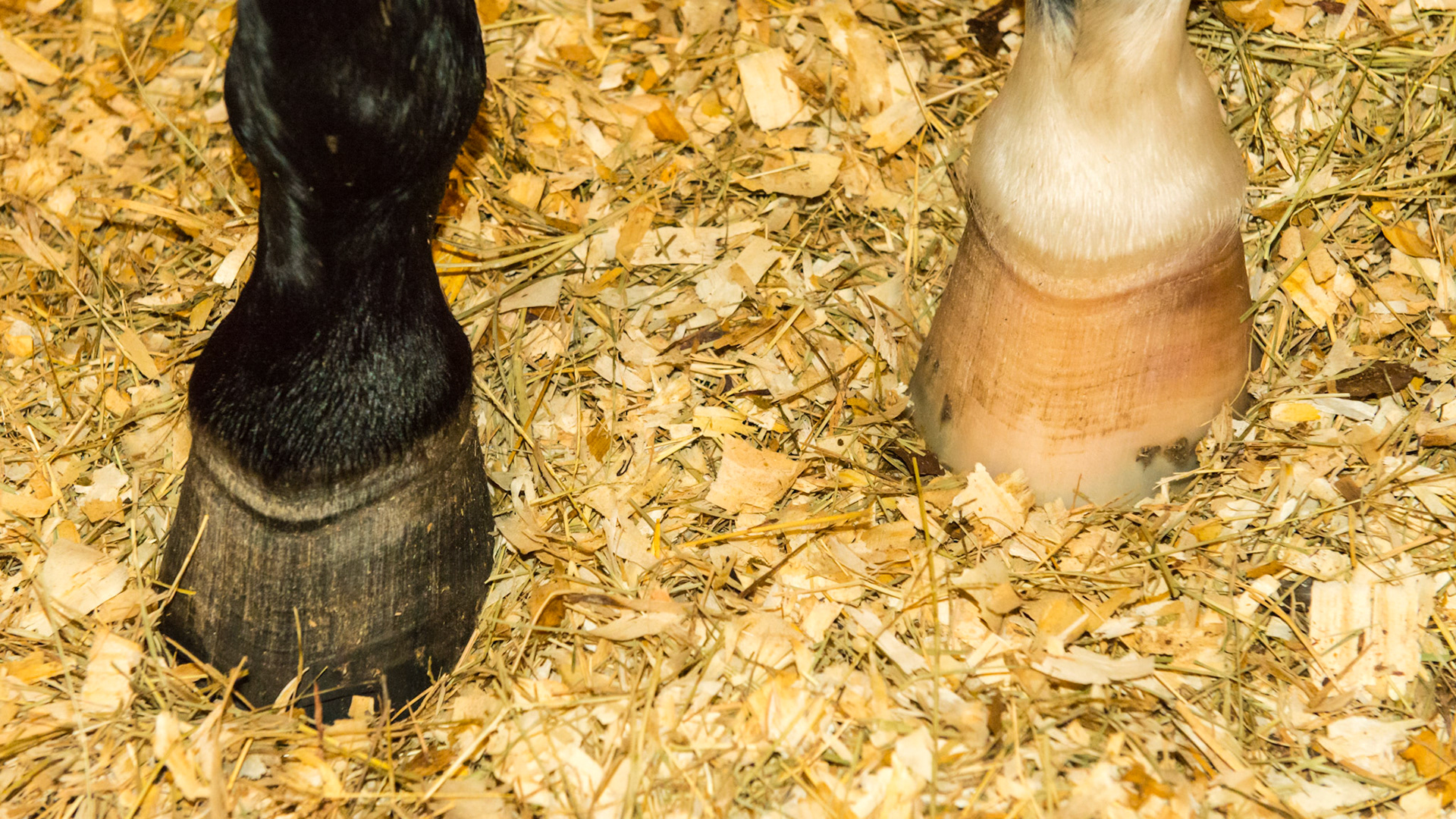 History of laminitis about 5 months ago with "laminitis rings" seen about ½ inch below the coronary band.  The black hoof shows a "dished" appearance and the tubules of the white hoof is seen deviated at the ring.