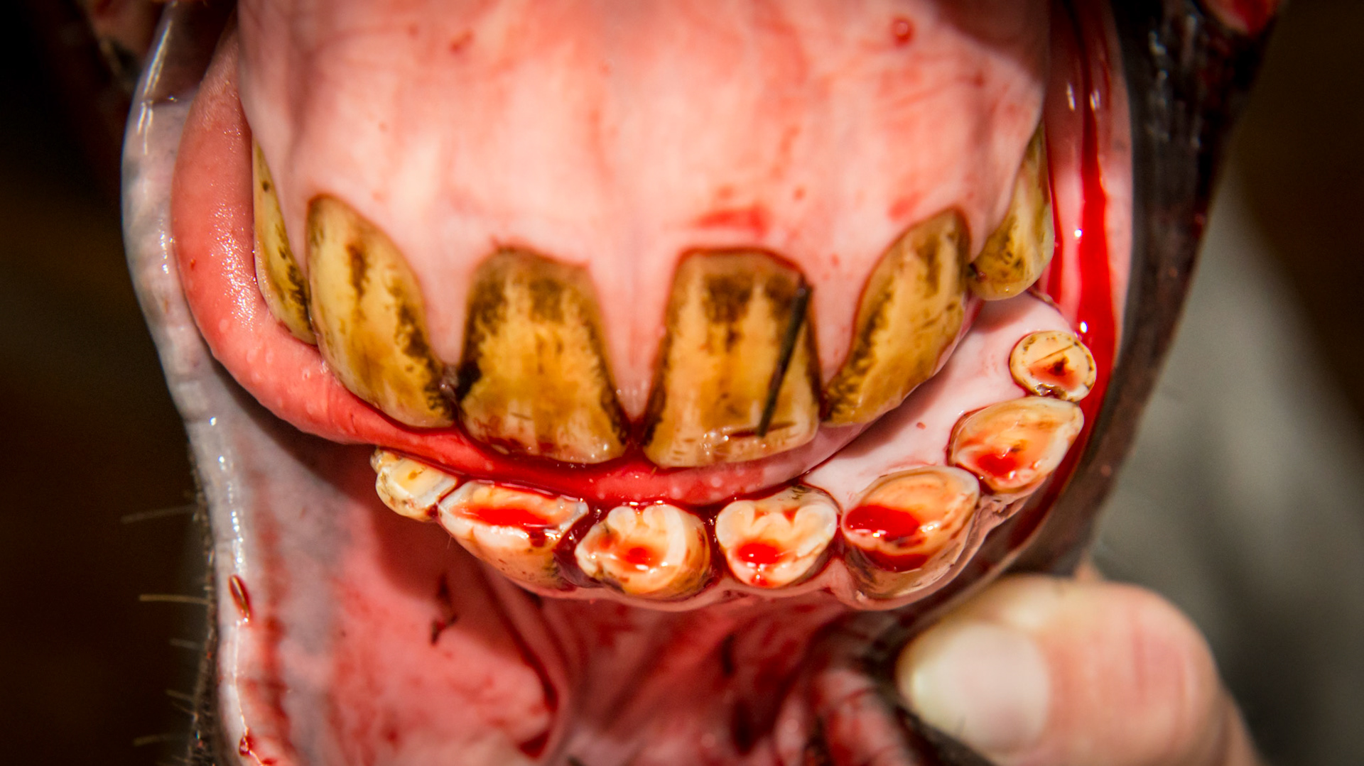 This rescued horse required medication for pain. The 307 &amp; 308 were decayed and completely eliminated except 1 remaining fracture piece which was extracted with moderate blood loss. The tongue rests to his right side naturally. The lower jaw was undershot and had 7 incisors that were abnormal in size.