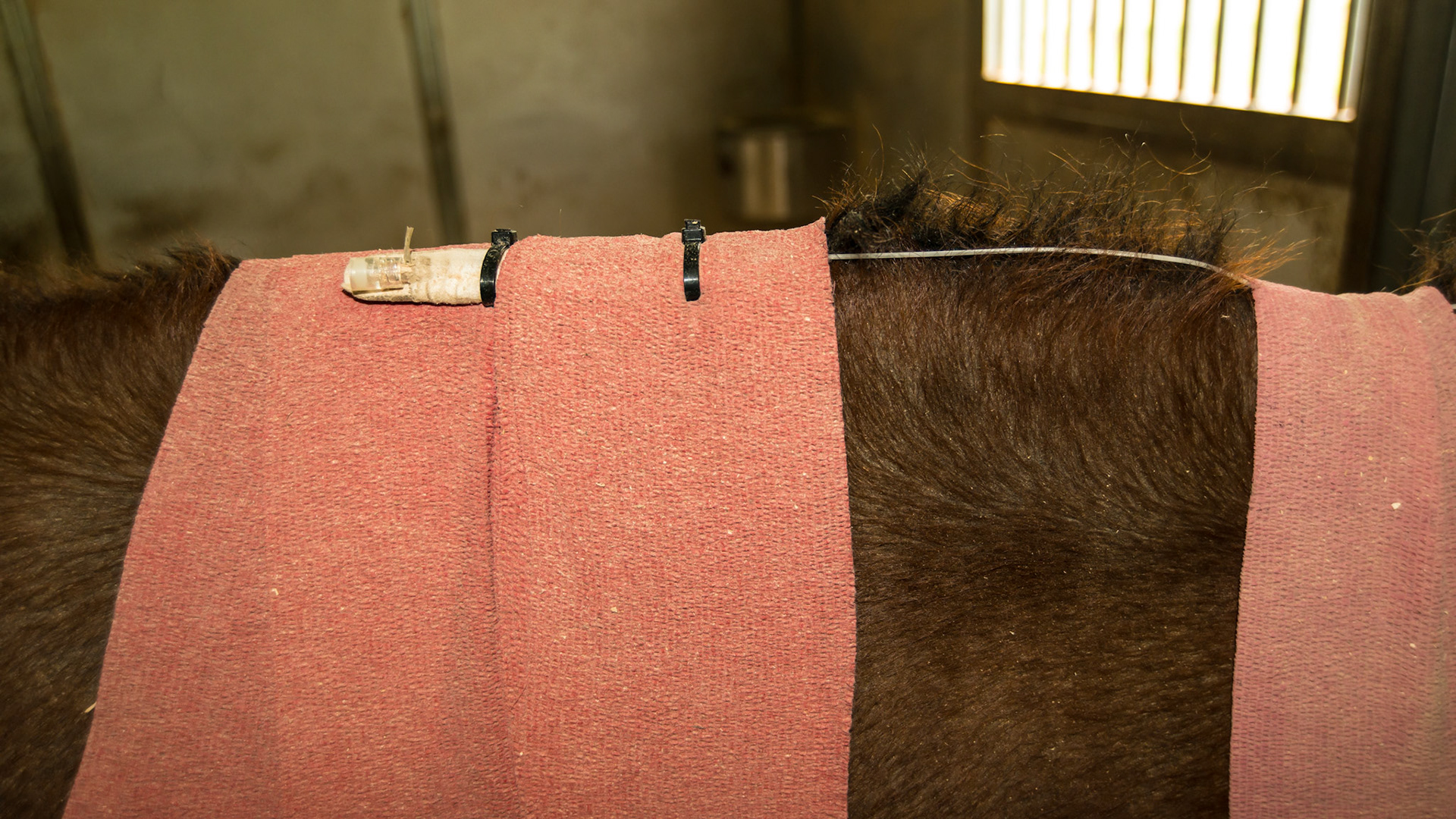 Subpalpebral (under the eyelid) medication administration system allowing medications to be administered into the port at the horse withers rather than directly into the eye.