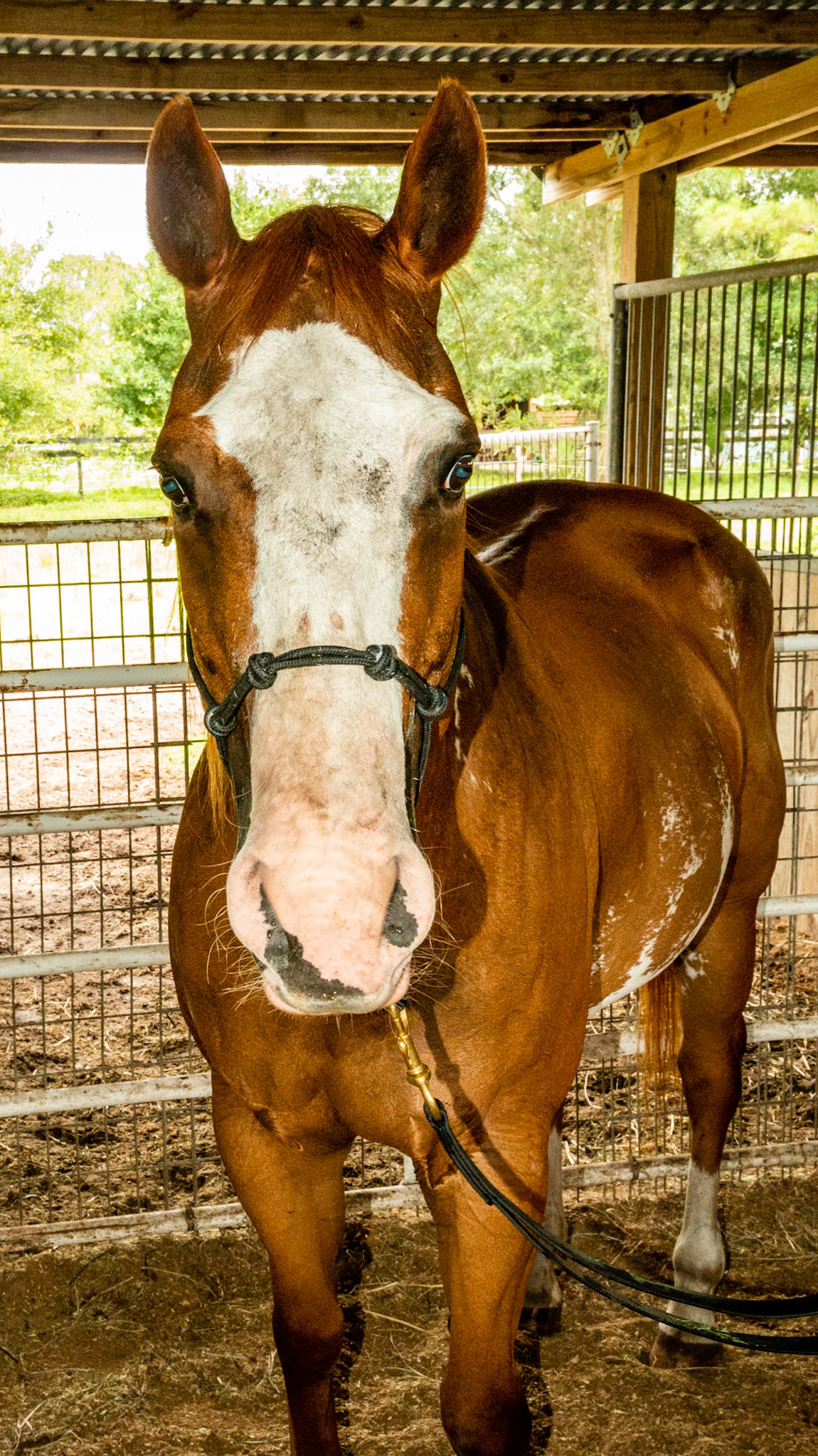 Horse D - BCS 4 - Moderately Thin - Spine ridge and rib outline are visible. The tail head may be visible.