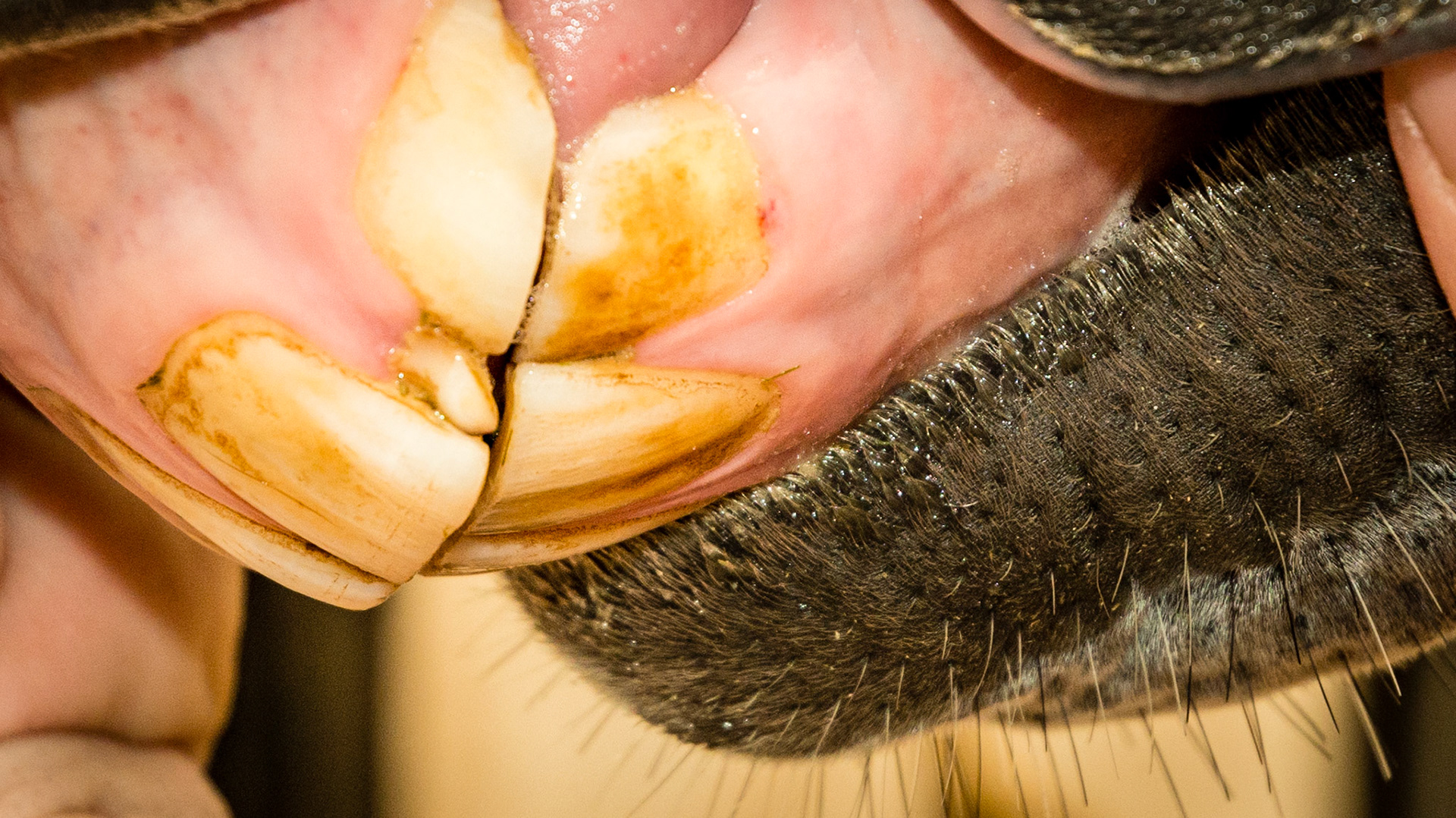 Incisor cap remnant horse 4 -  remnant between 202 &amp; 203 Luke 4 yr old