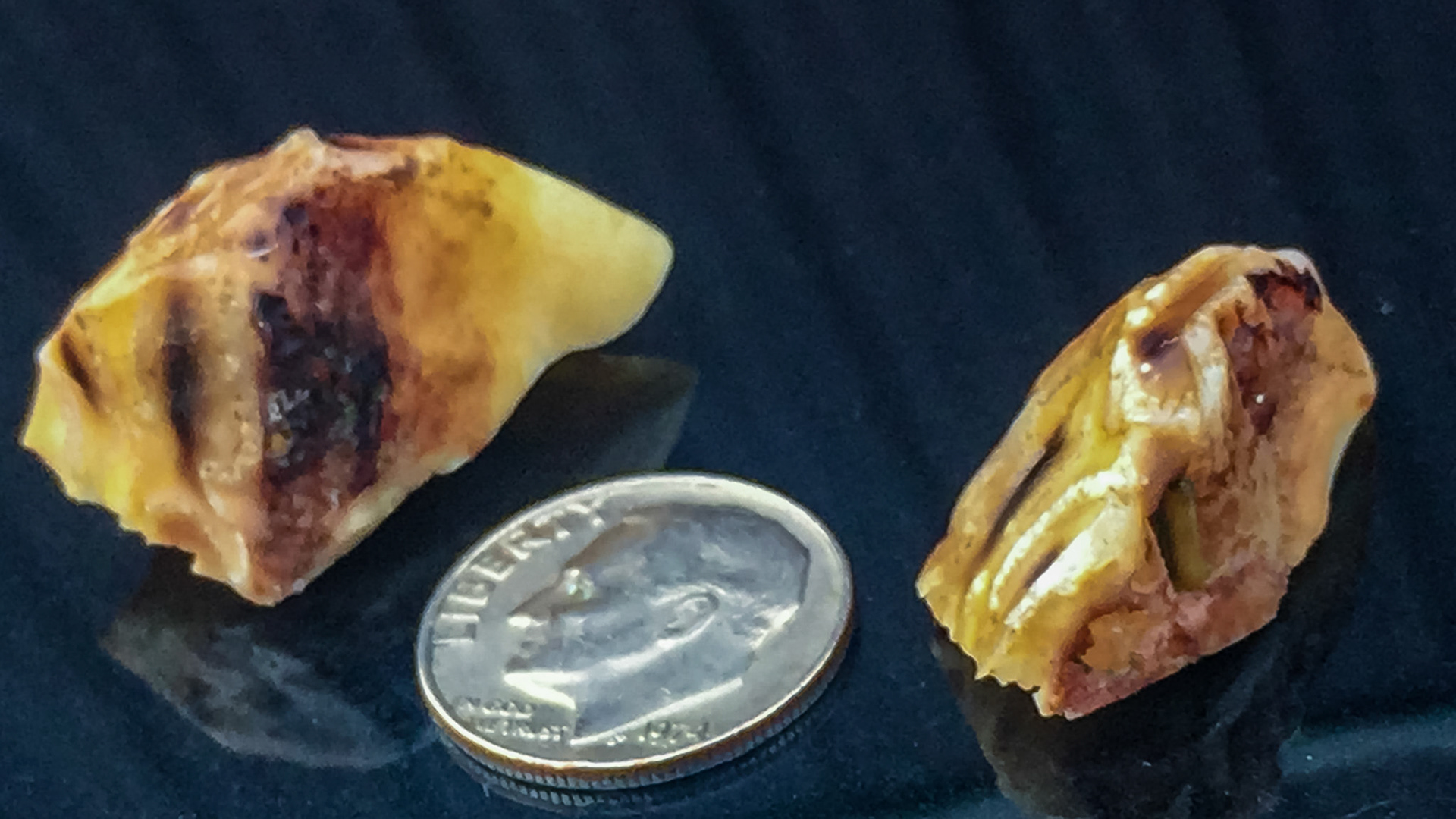 Hooks cut in pairs from both last lower cheek teeth.