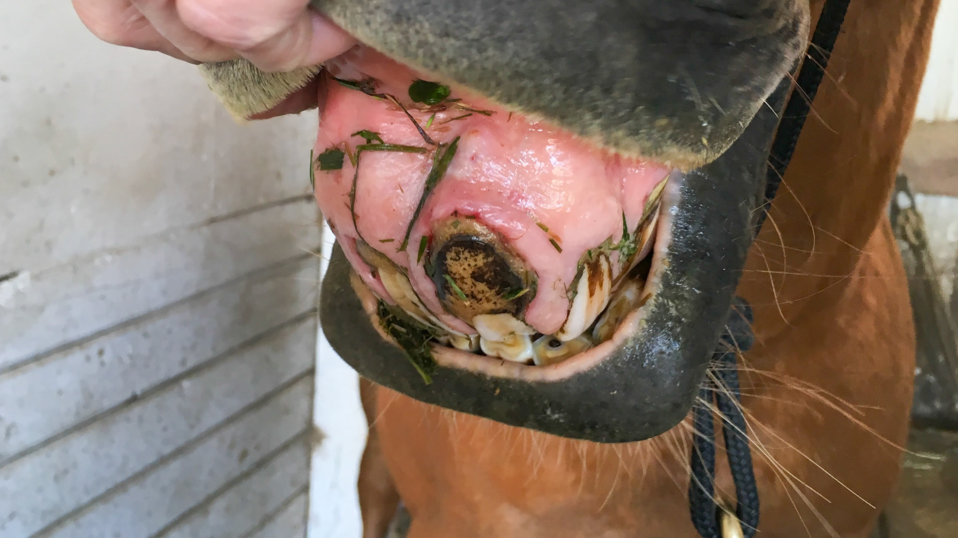 EOTRH horse 24 -  A severe case with an inability to clear the grass trapped under his upper lip. The thickening of the 201 incisor is extreme and the gum texture is roughened.