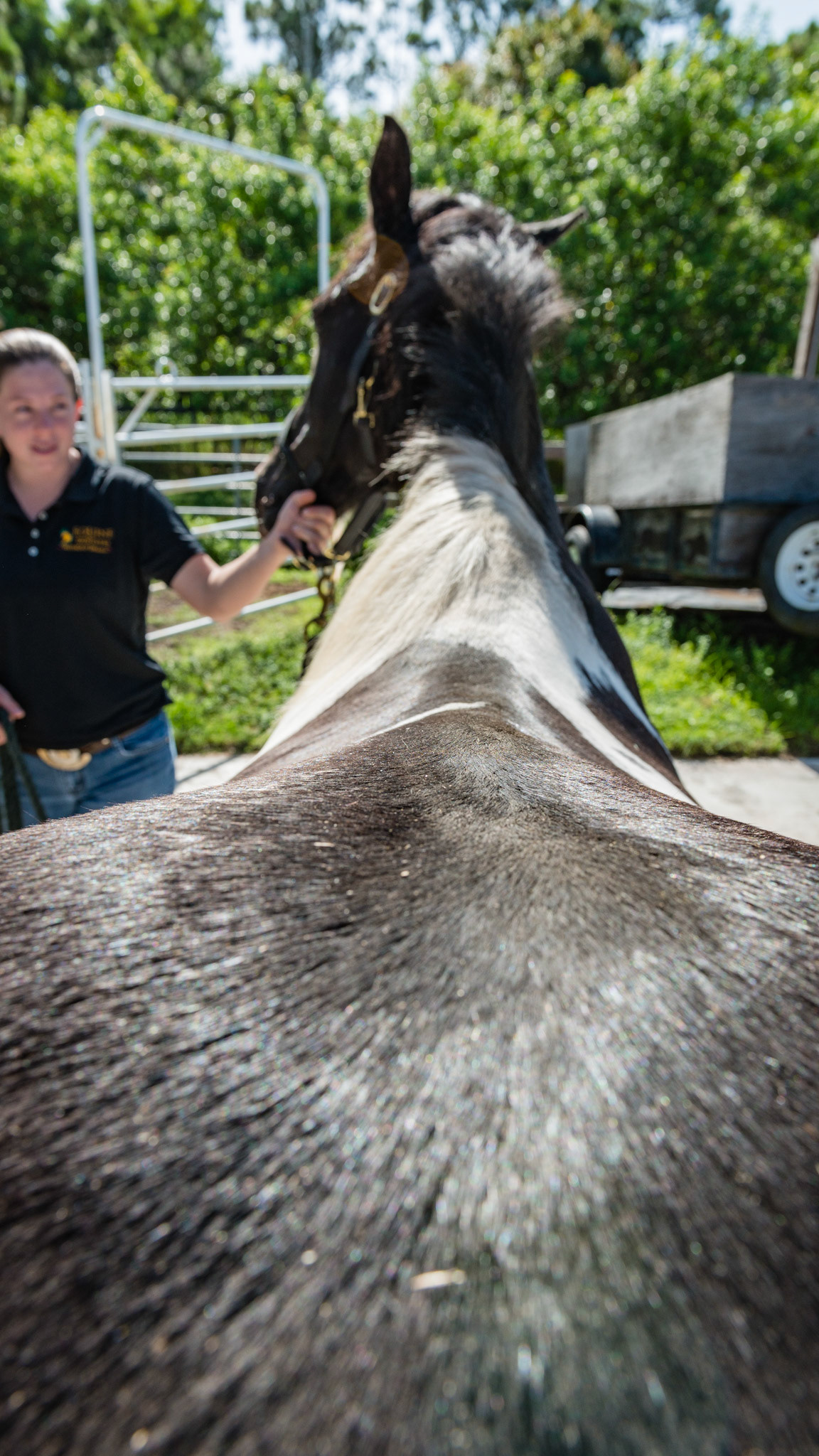 Horse B - BCS 7 - Fleshy ~ A moderate trough along the backbone and more fat covering the ribs, tail head, withers, neck, and shoulders.