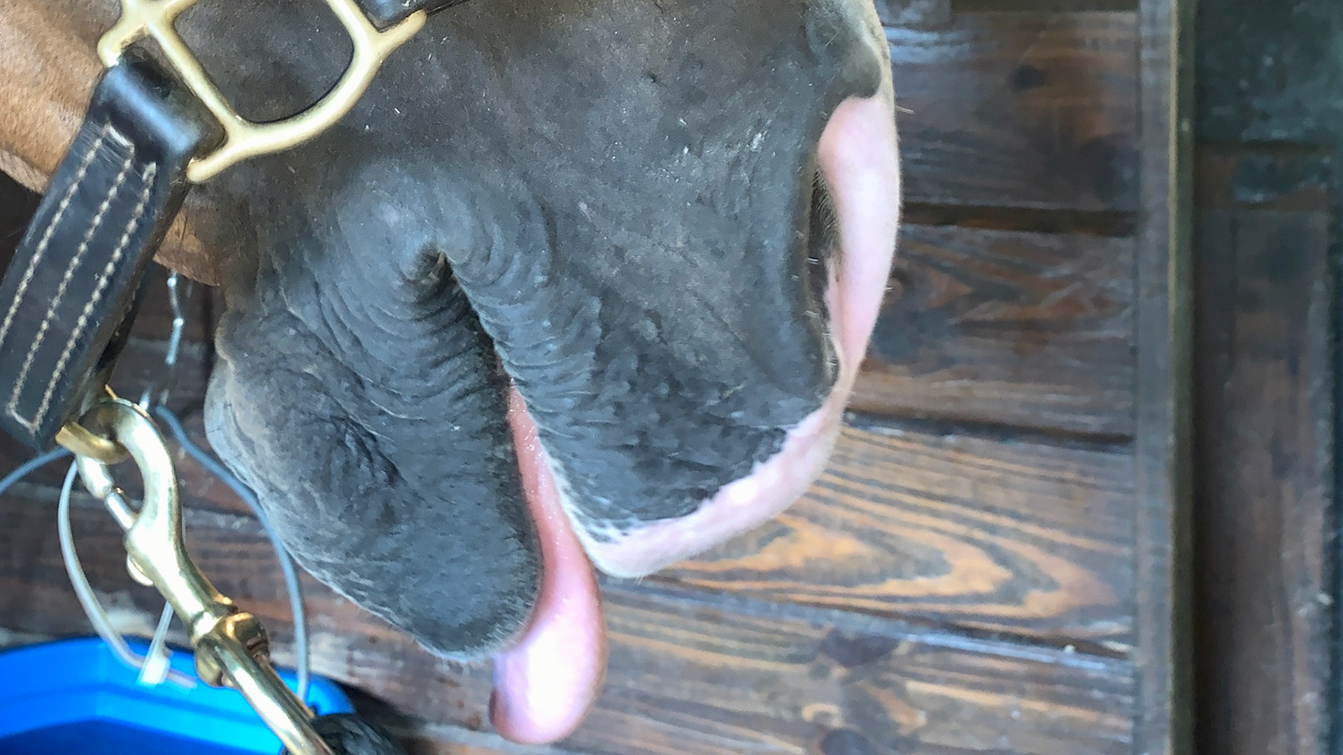 A 14 year old warmblood mare that has had all lower incisors and part of the mandible surgically removed due to a rare and rapidly growing tooth neoplasia. See the video of her harvesting grass with no problems.