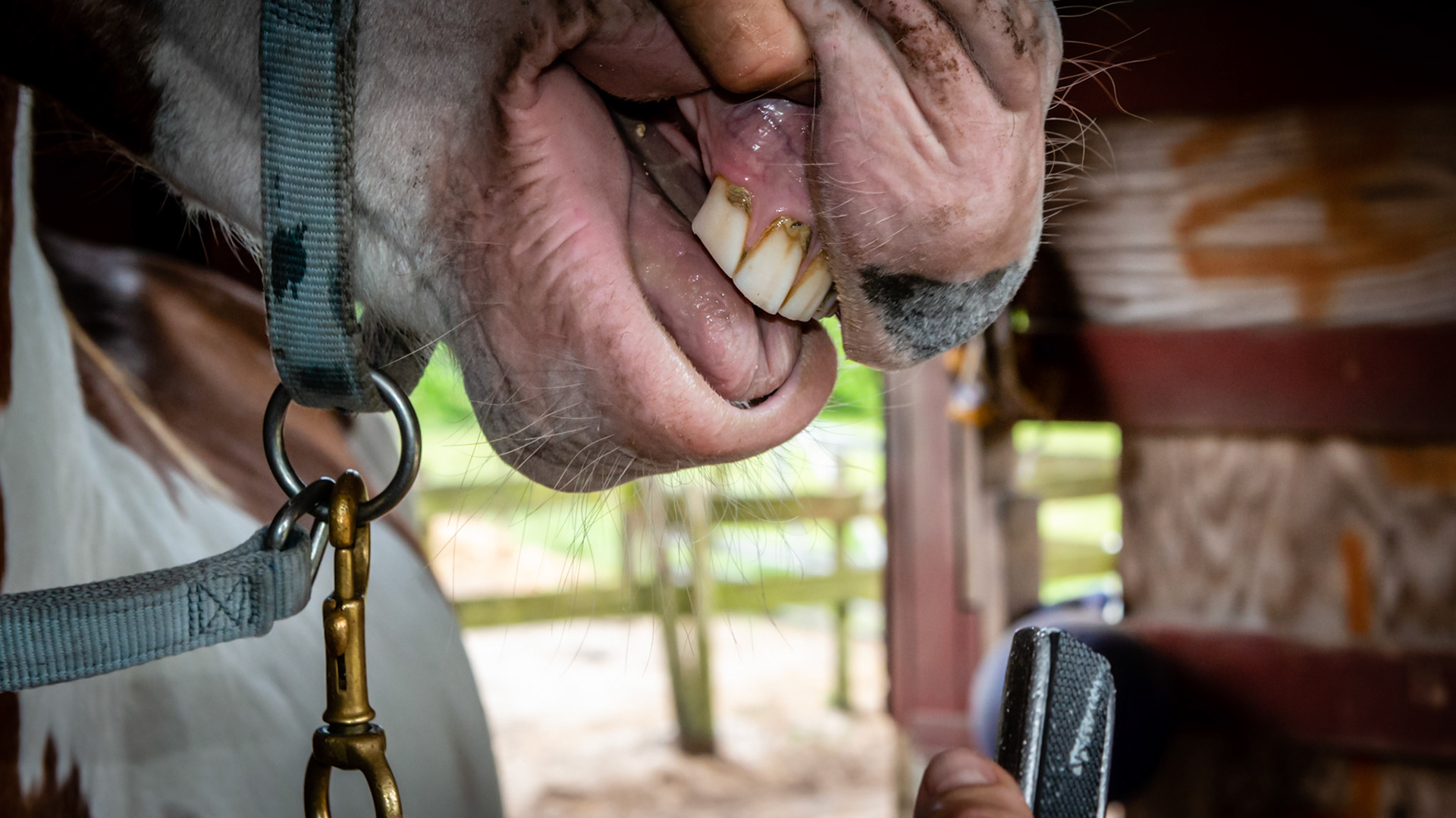Over-eruption of 103. The blade has been pulled once.  See the material on the blade and hat the hook has been reduced.