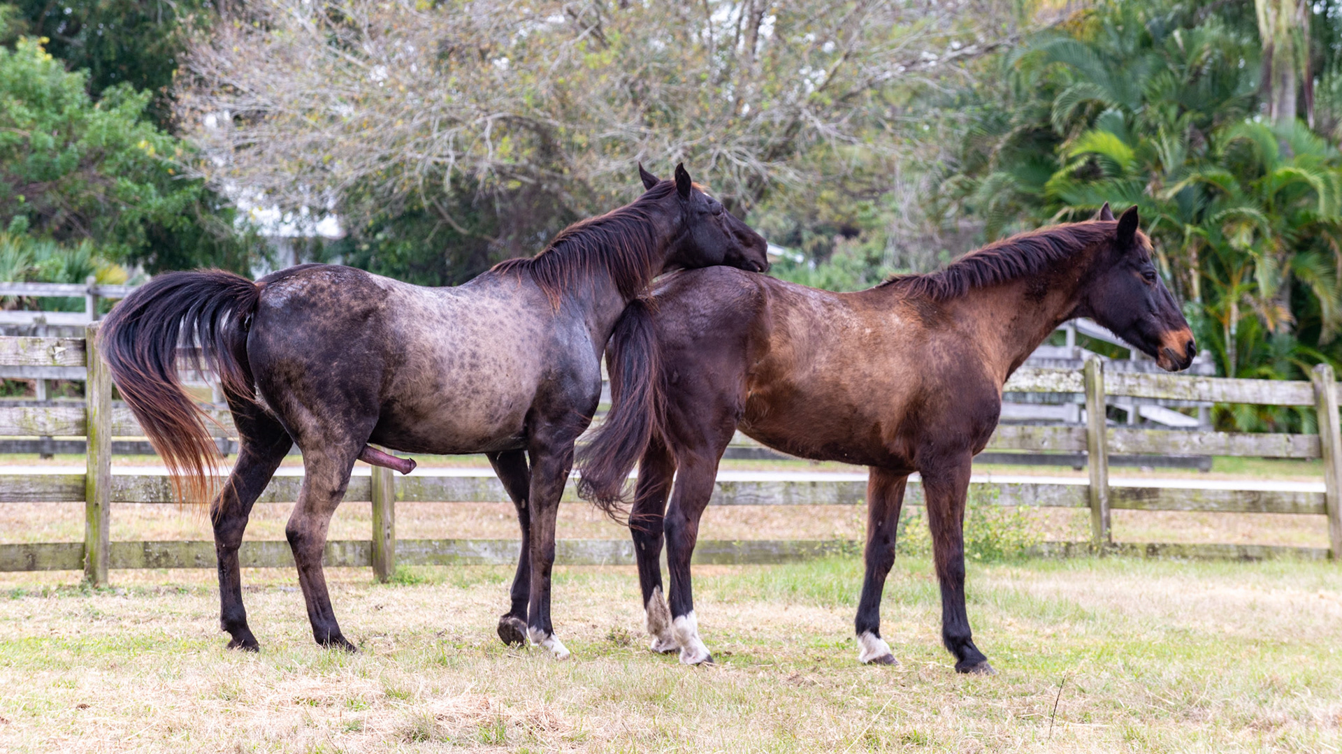 4/25 - Now he is in a good position.  She has her weight backwards preparing to support his weight.