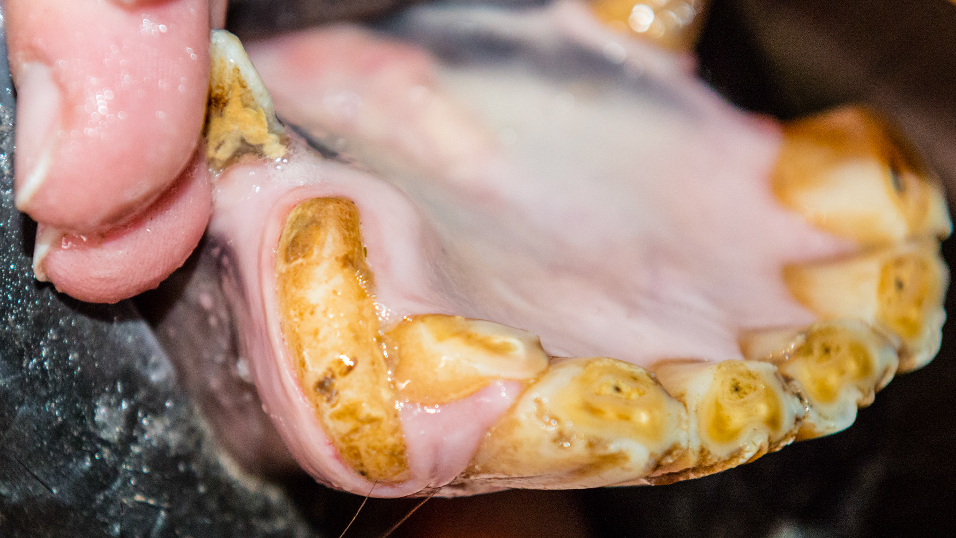 403 malformed and displaced with 83 retained.