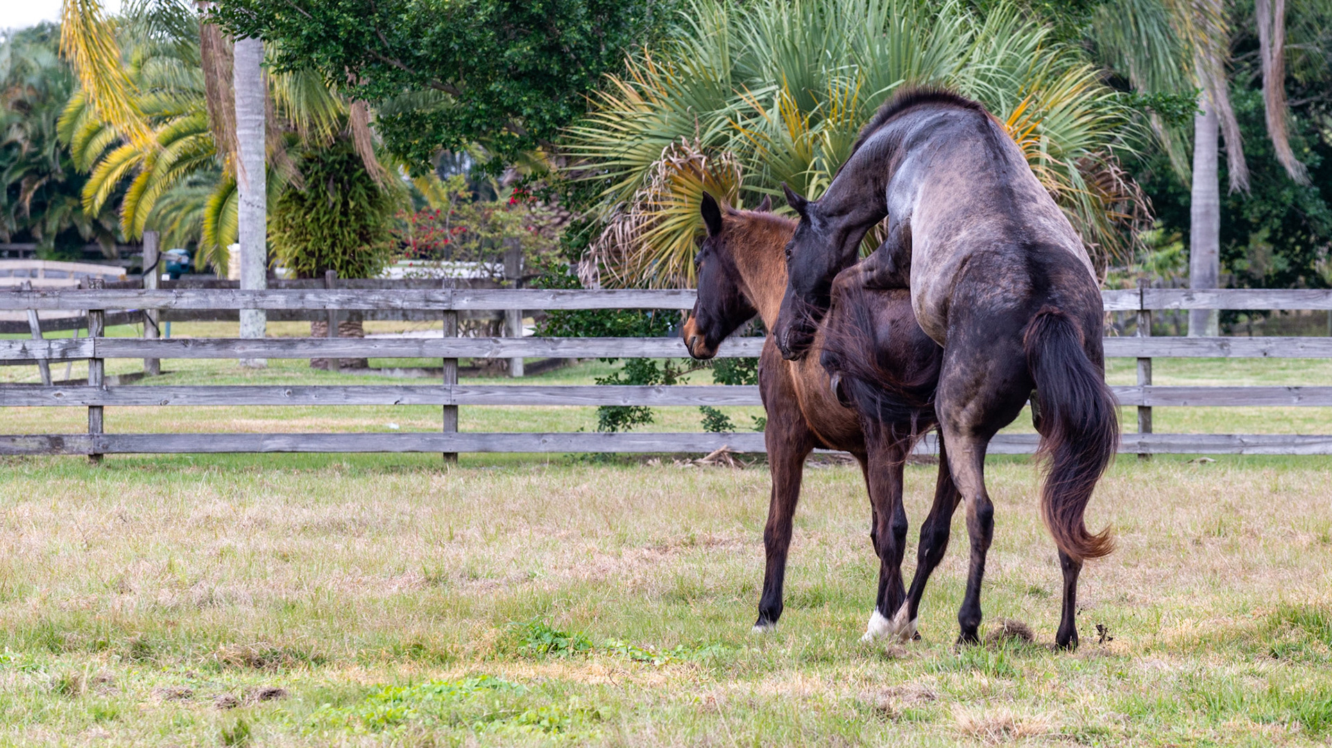20/25 - This time he shows more determination standing taller. She also is helping by lowering herself.