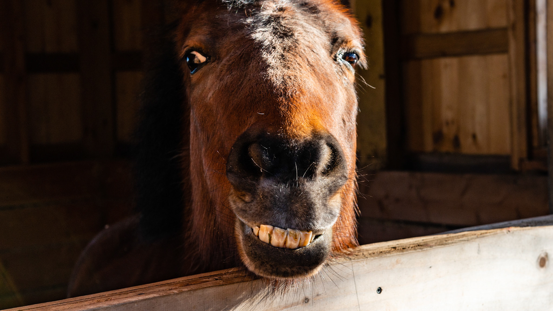 20 year old pony mare with a BCS of 7 fed grass, grass and alfalfa hay and 1 handful of organic oats. Has easily maintained her weight with a sow mouth. Harvests grass easily but can't get a close cut.  Other horses realize she can't bite them and despite her best efforts, the others start to pick on her as she can't defende herself.