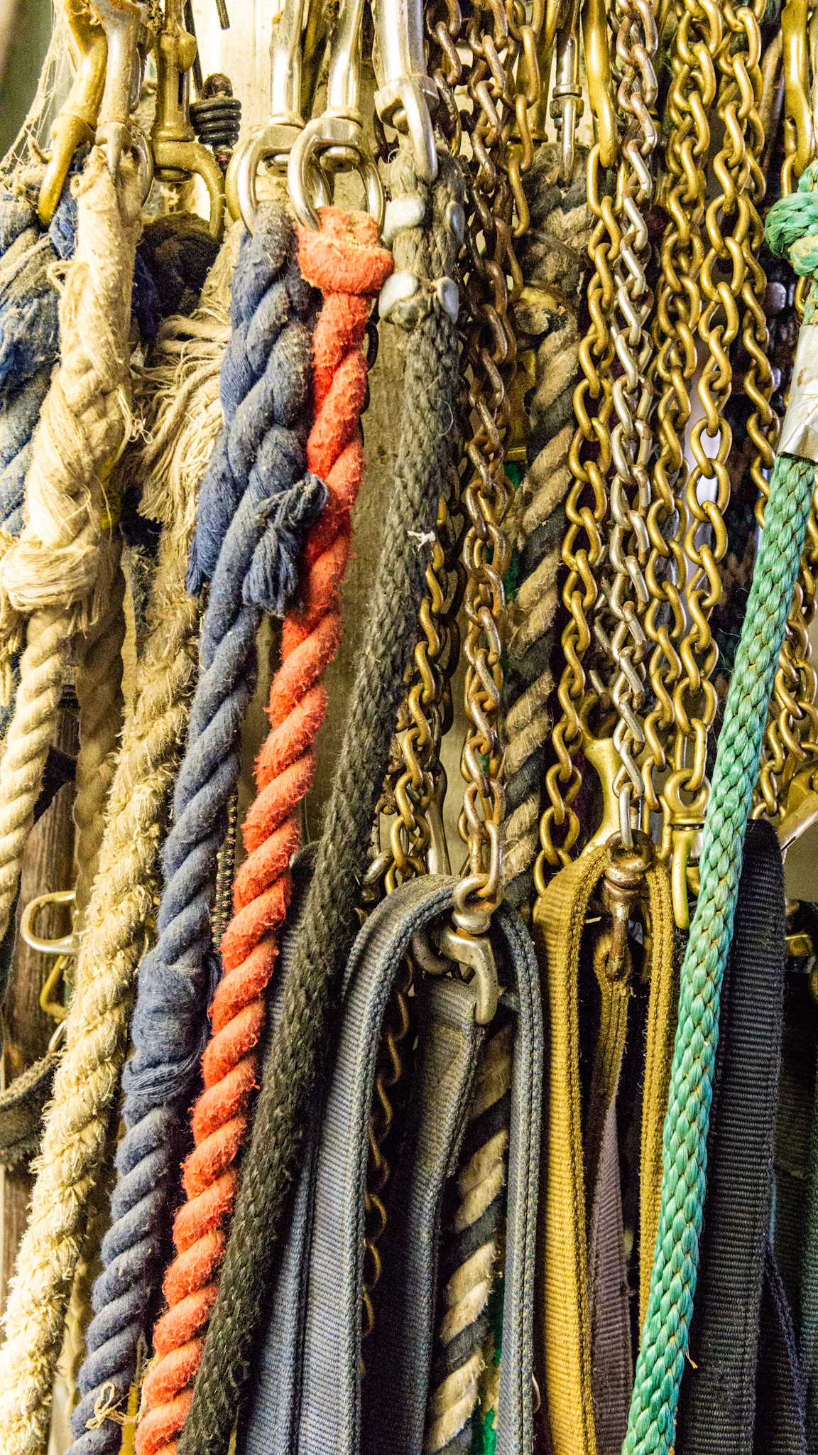 Horse leads - available anytime a horse is led on this farm. Rope leads are OK for most horses but the leads with chains are used to control fresh horses.  The chain is passed either over the nose or through the mouth like a bit. On occasion some people place the chain under the upper lip and over the gums of the upper incisors.  This acts like a twitch and immobilizes most horses. You should be trained in the proper techniques of using a chain lead so the horse is not injured.