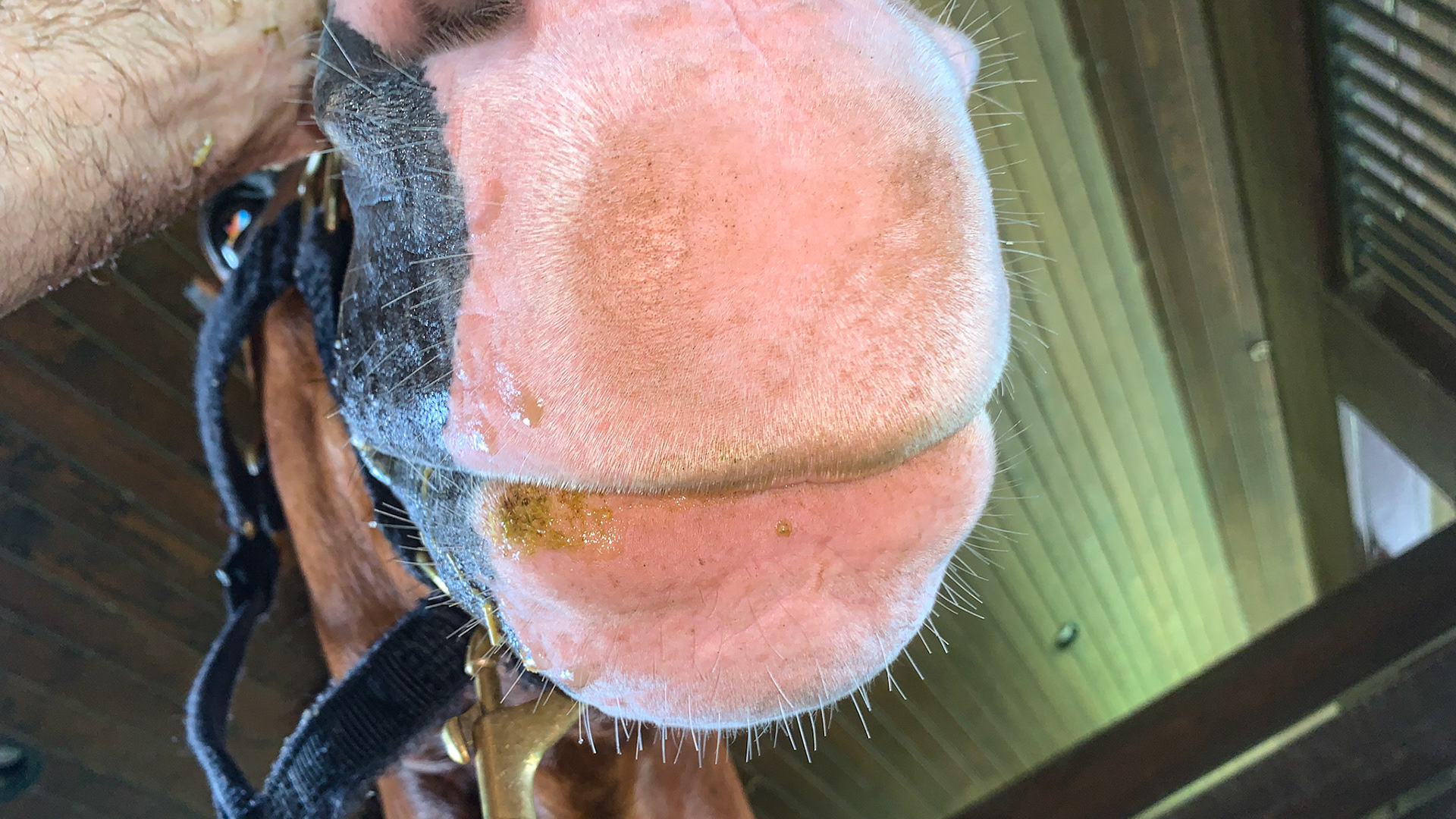 White lower lip as part of a face marking.  Often these are very small but are a part of the identification of the horse.