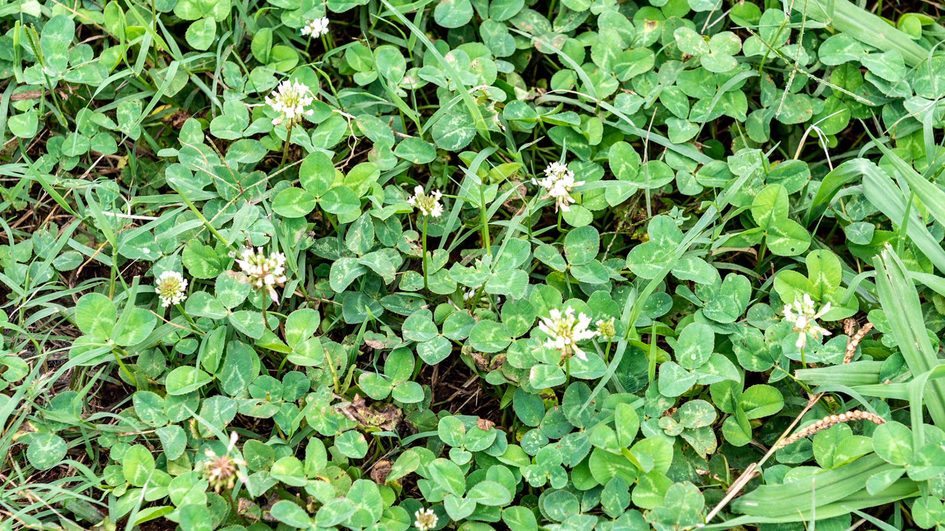 Clover causing hypersalivation in August in southeastern United States