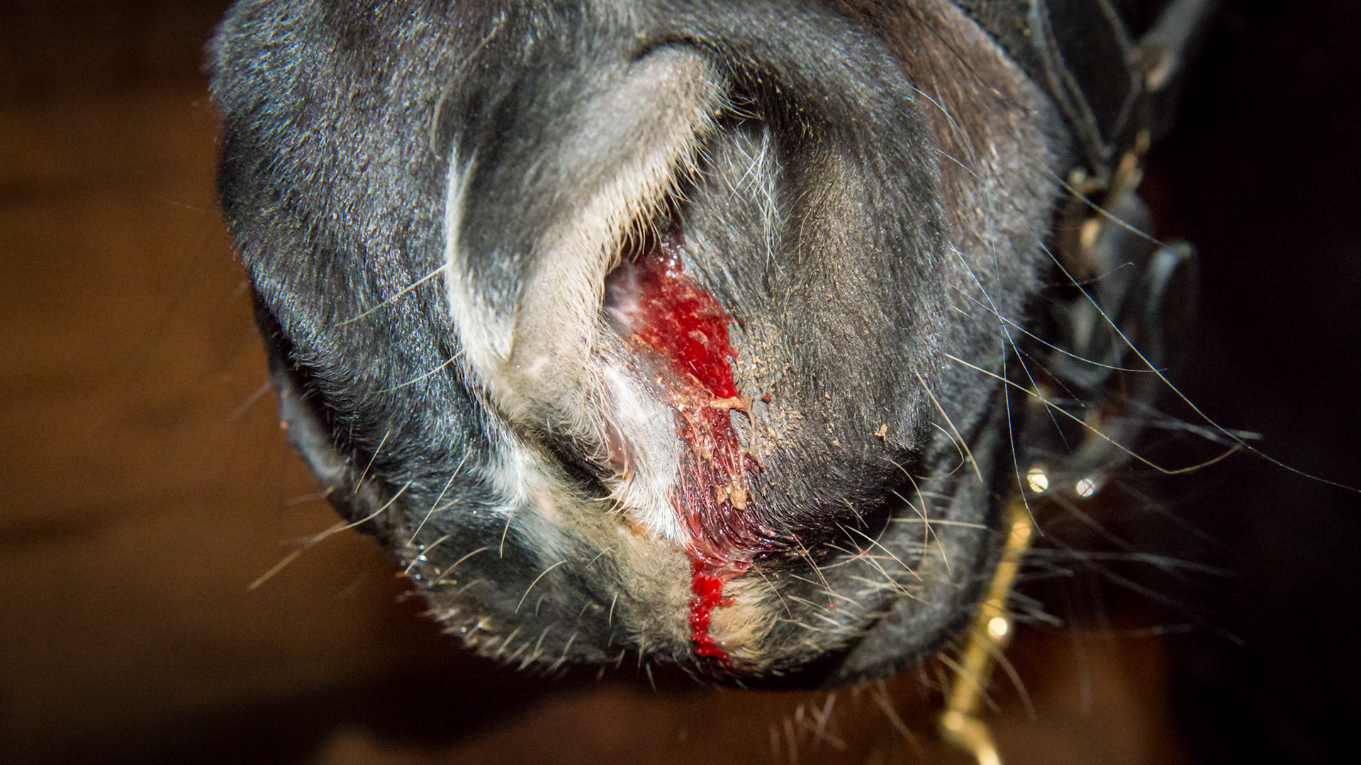 Exercise induced unilateral epistaxis. This mare was brought in from the field after galloping for 15 minutes escaping being caught.  This was probably from a burst nasal vessel and not from the lungs because it is unilateral.