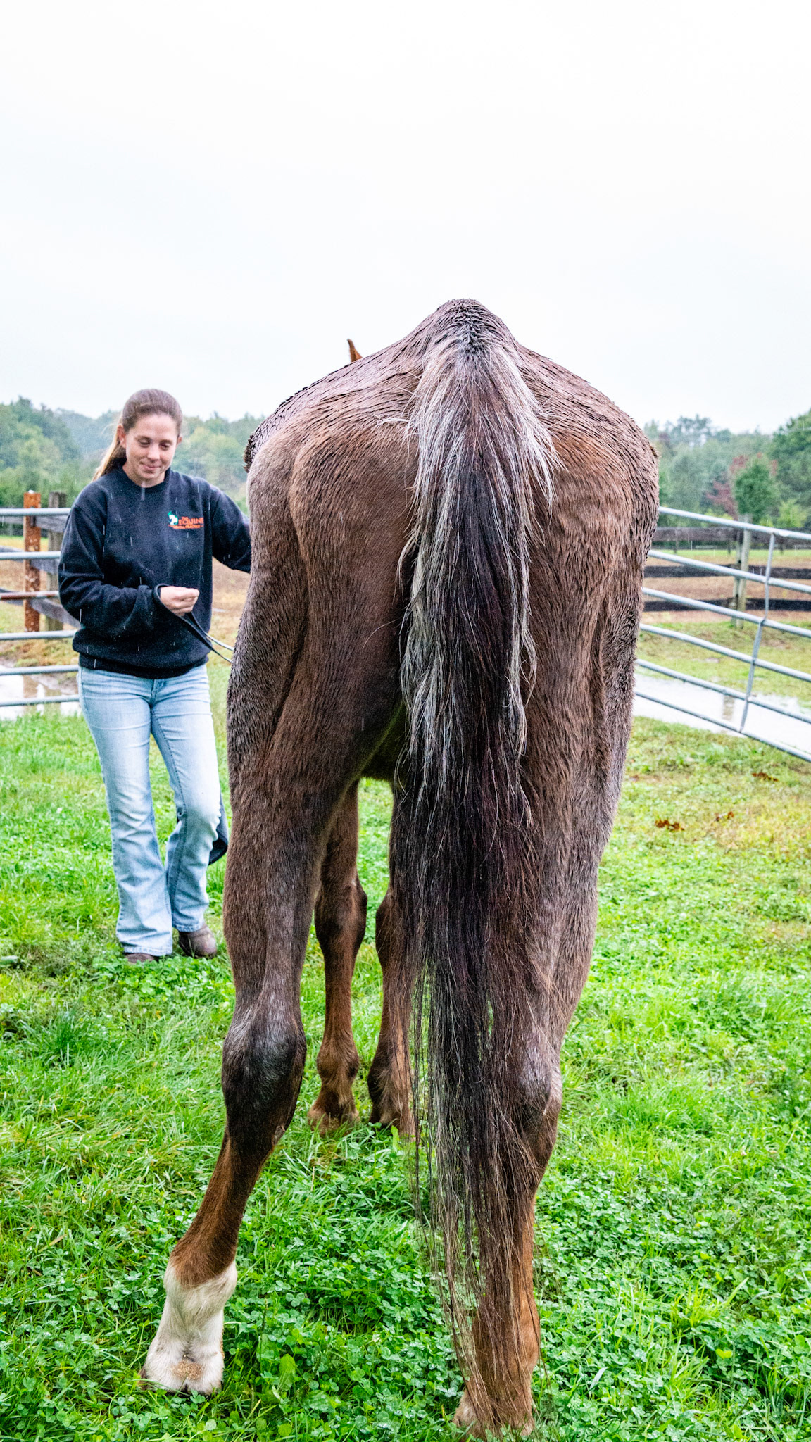 Penny - a story of love of owners and horse. This is a 35 + year old horse in the best of care.  She has less than half of her teeth and I have done the dental work on her for at least 10 years. She is just fading away and will be missed terribly.  Her head hangs out of the end stall to let her owners know that she is still alive.