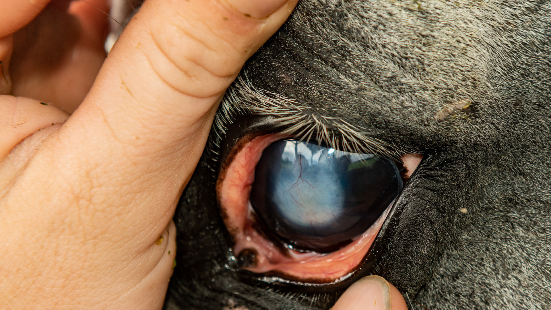 Horse C - 1 yr ago this 11 yr old TB had a corneal ulcer that was treated once then turned out in a field with a fly mask that became embedded in the eye when he rubbed his eye.