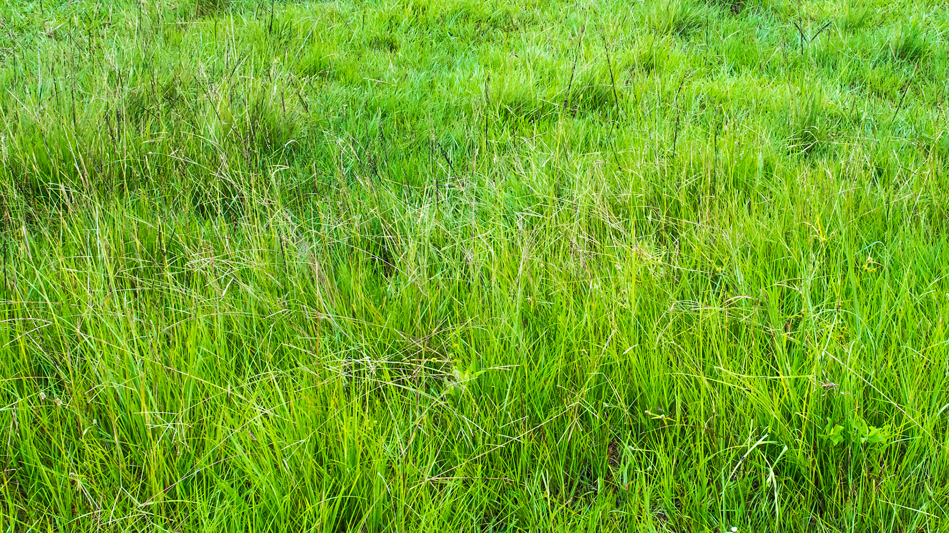 A field of bahia grass.