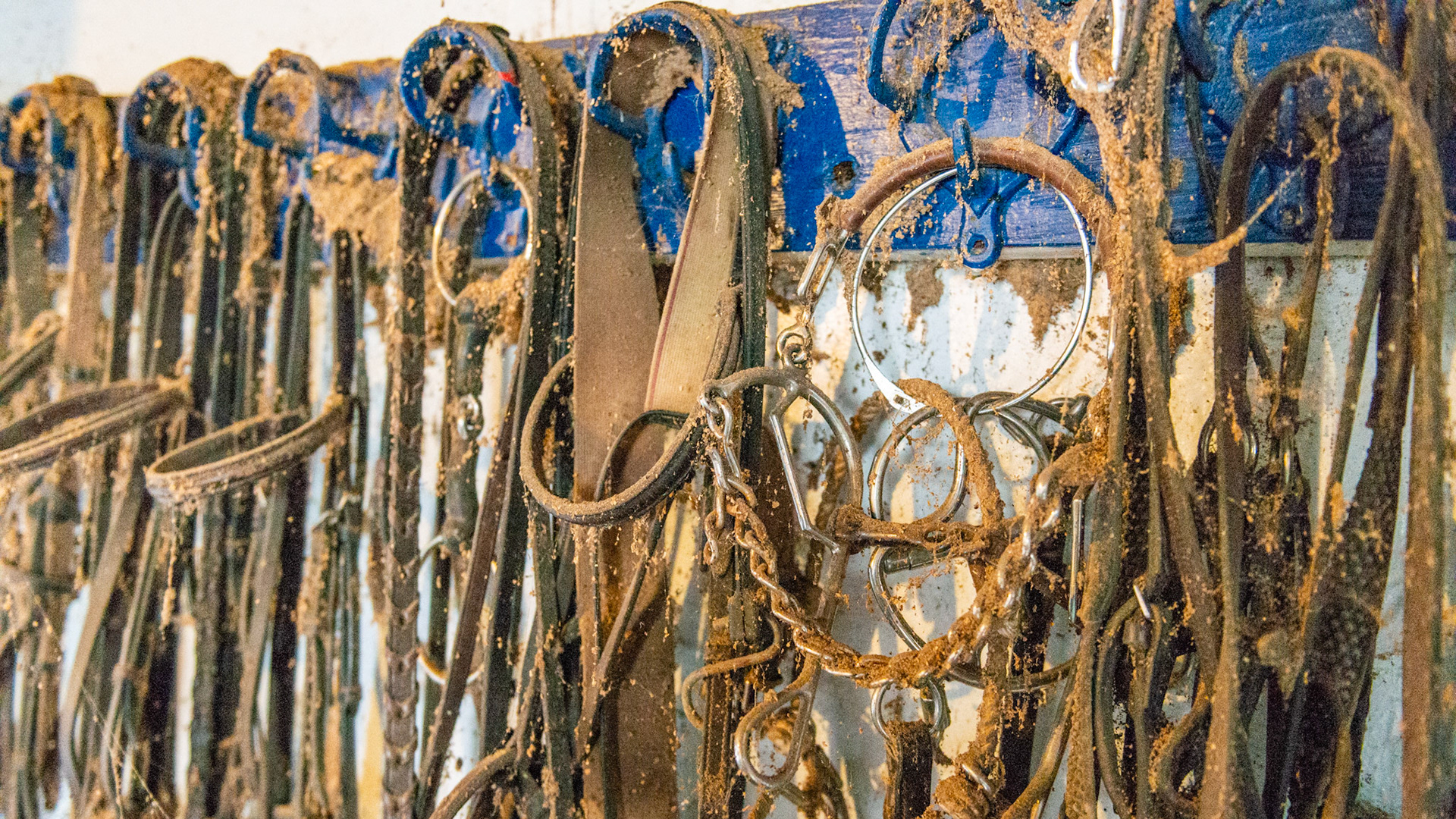 Unused tack hangs covered in dirt, dust, and cobwebs in a barn equally filthy.