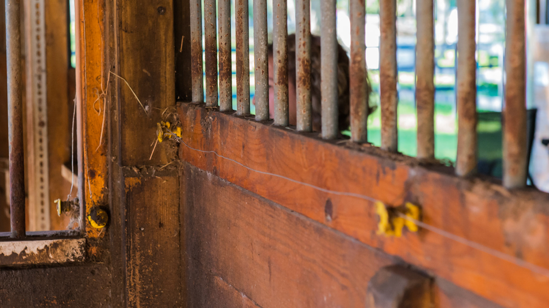 Electric wire inside a stall prevents the horses from chewing the wood. However, from a vet's standpoint, working in the stall is dangerous even with the electricity turned off because the horse doesn't know it is off and jumps when he accidentally touches it.