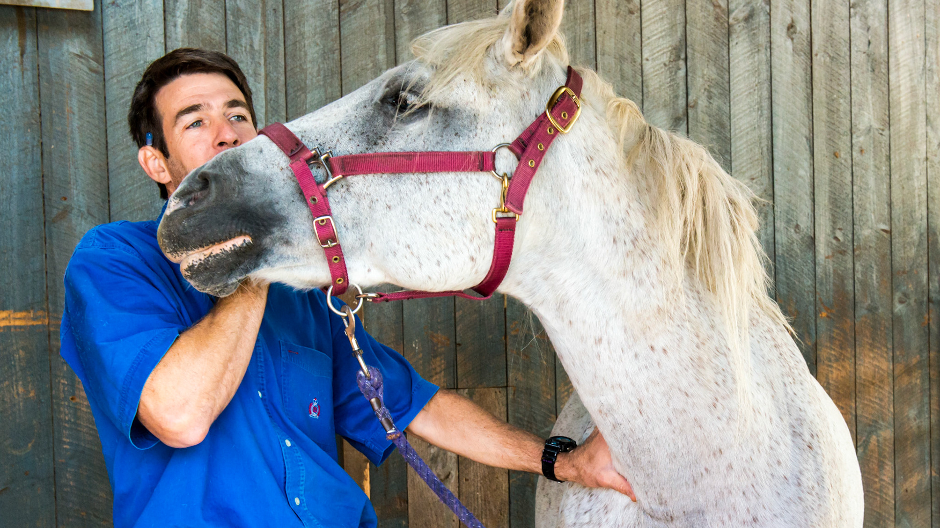 A veterinarian applying chiropractic therapy to a horse