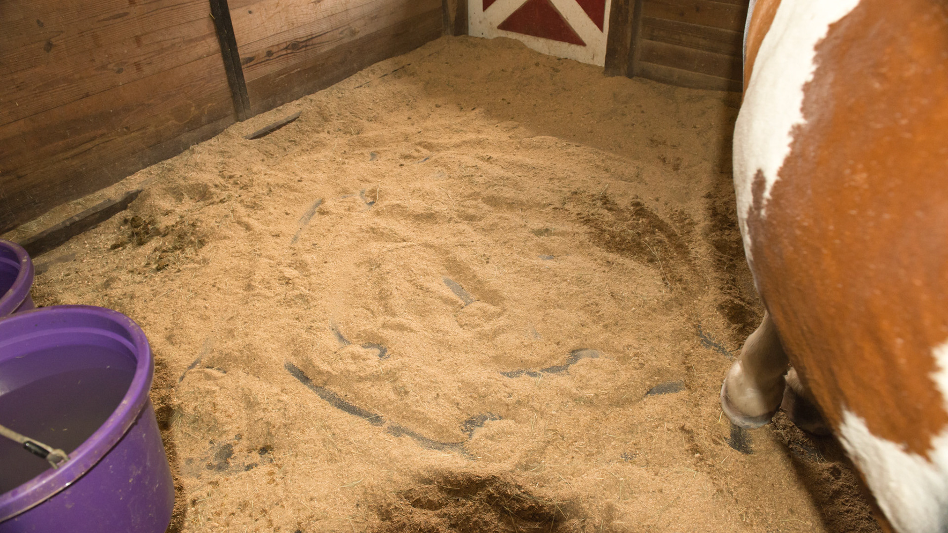 Bedding of wood pellets that have been allowed to crumble into sawdust. Also notice the hoof marks in the sawdust. The circular drag marks can occur for many reasons including an uneasy horse with colic.