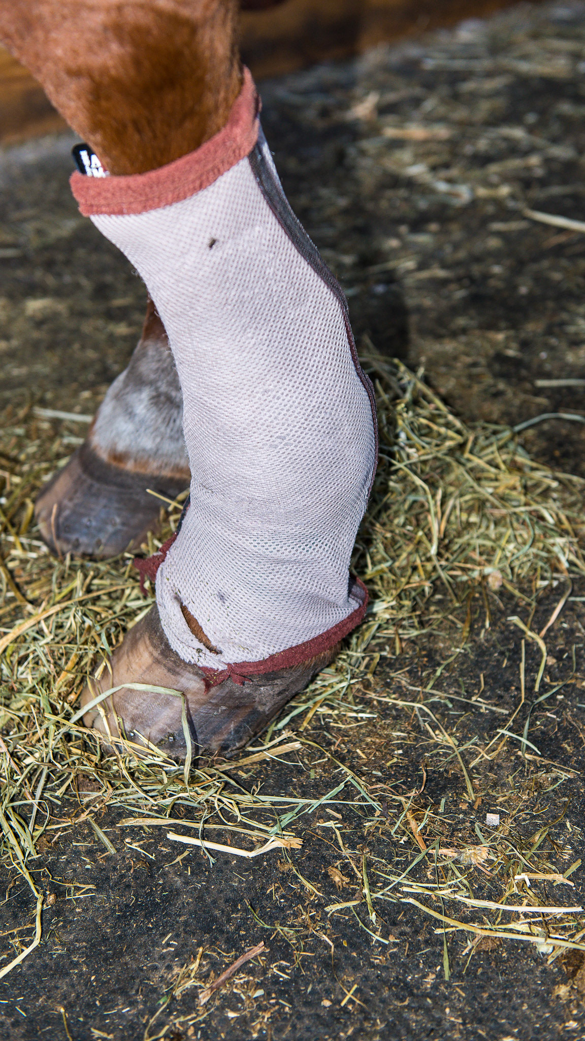 A fly net as a leg wrap keeps the flies off the legs.