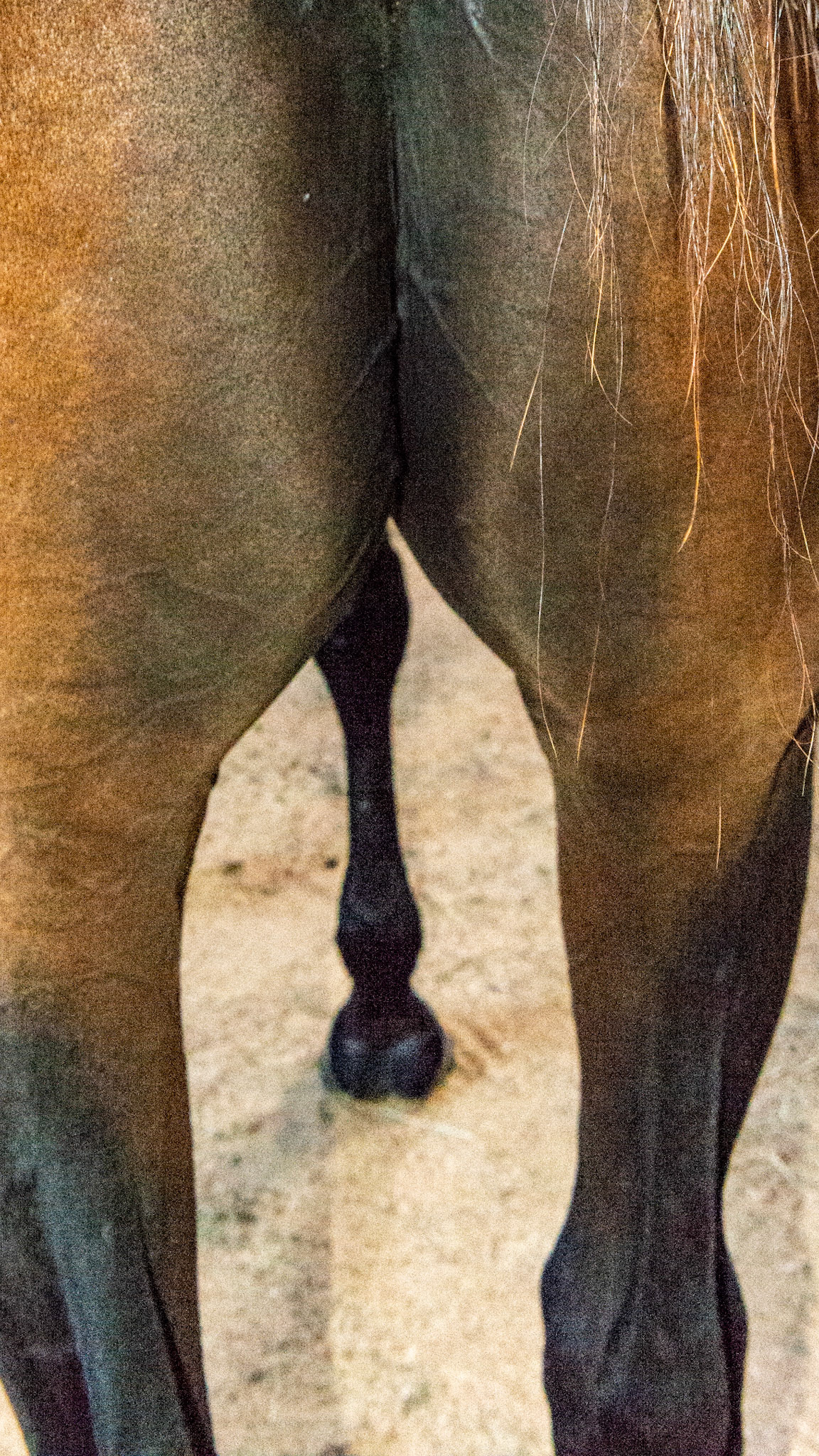 Top Line Score C = loss of musculature along the spine from the withers to before the rump (croup). While this is not the topline the space between the hind limbs shows that this horse has enough body fat.  There is no relationship between TLS and BCS.  Top Line Score C = loss of musculature along the spine from the withers to before the rump (croup).  BCS 5 - Moderate ~ The spine and ribs cannot be seen but can easily be felt with a light touch.  The withers, shoulders, and neck are smooth and rounded.  Fat can be felt at the tail head.