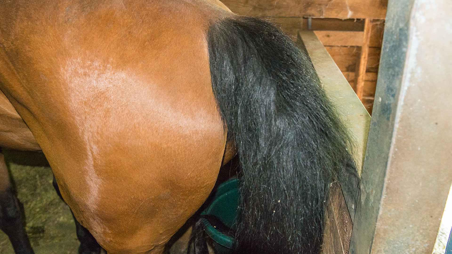 Tail rubbing in a 22 year old warmblood gelding. There is a movie of this. He spent a lot of time rubbing the inner gaskin area against the water bucket as well as the tail.