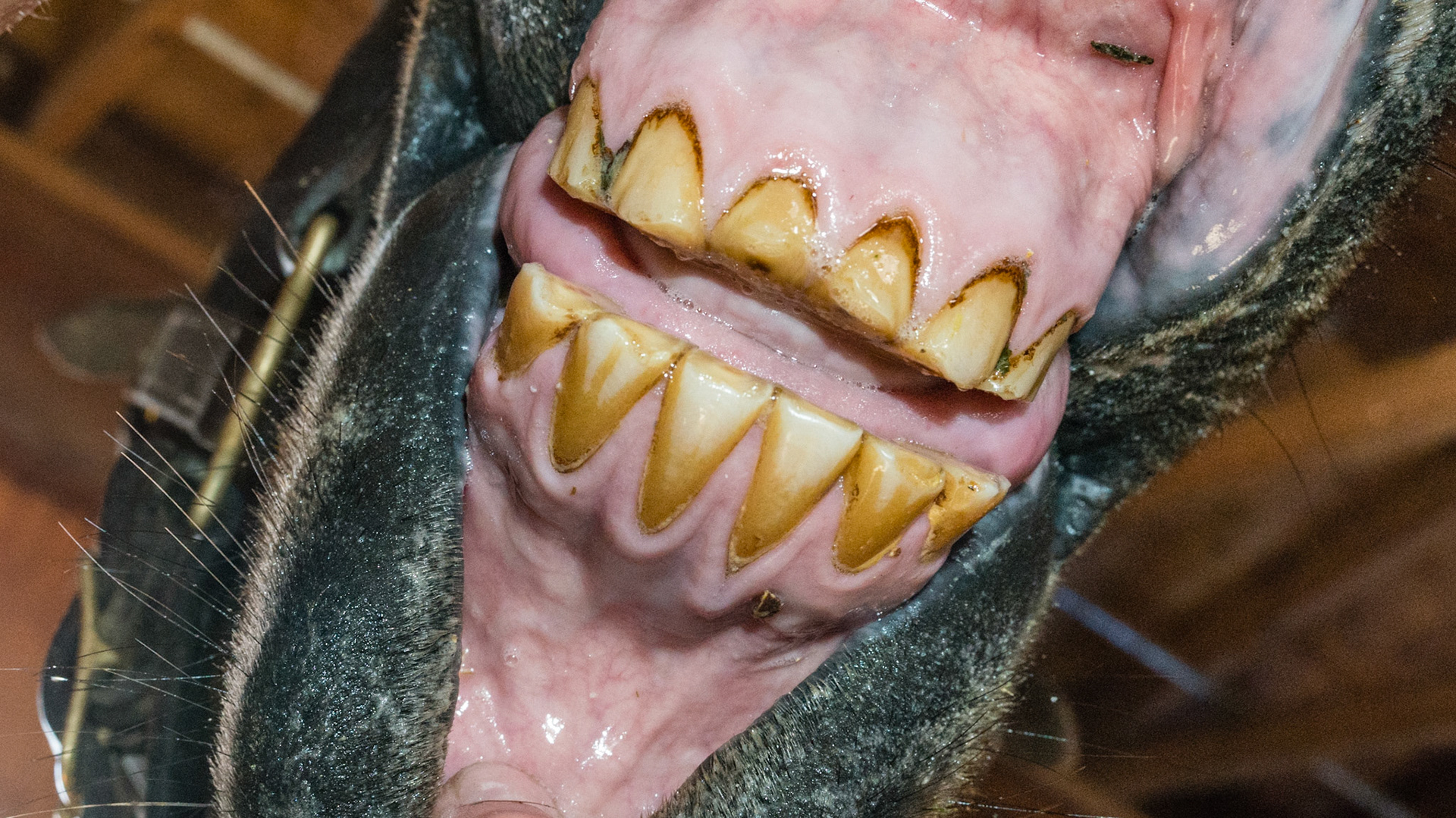 Horse A - Cribbing effect on incisors