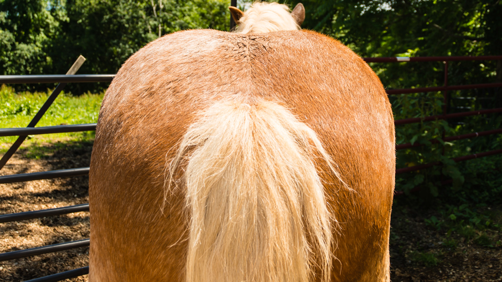 Horse A - BCS 9 - Extremely Fat ~ Very discernible crease down the spine; patches of fat on the tail head, shoulders and neck; fat dimples on the flanks and buttocks.  This horse could float on water like a fishing bob.  The official registered color of this horse is Belgian red and graying.