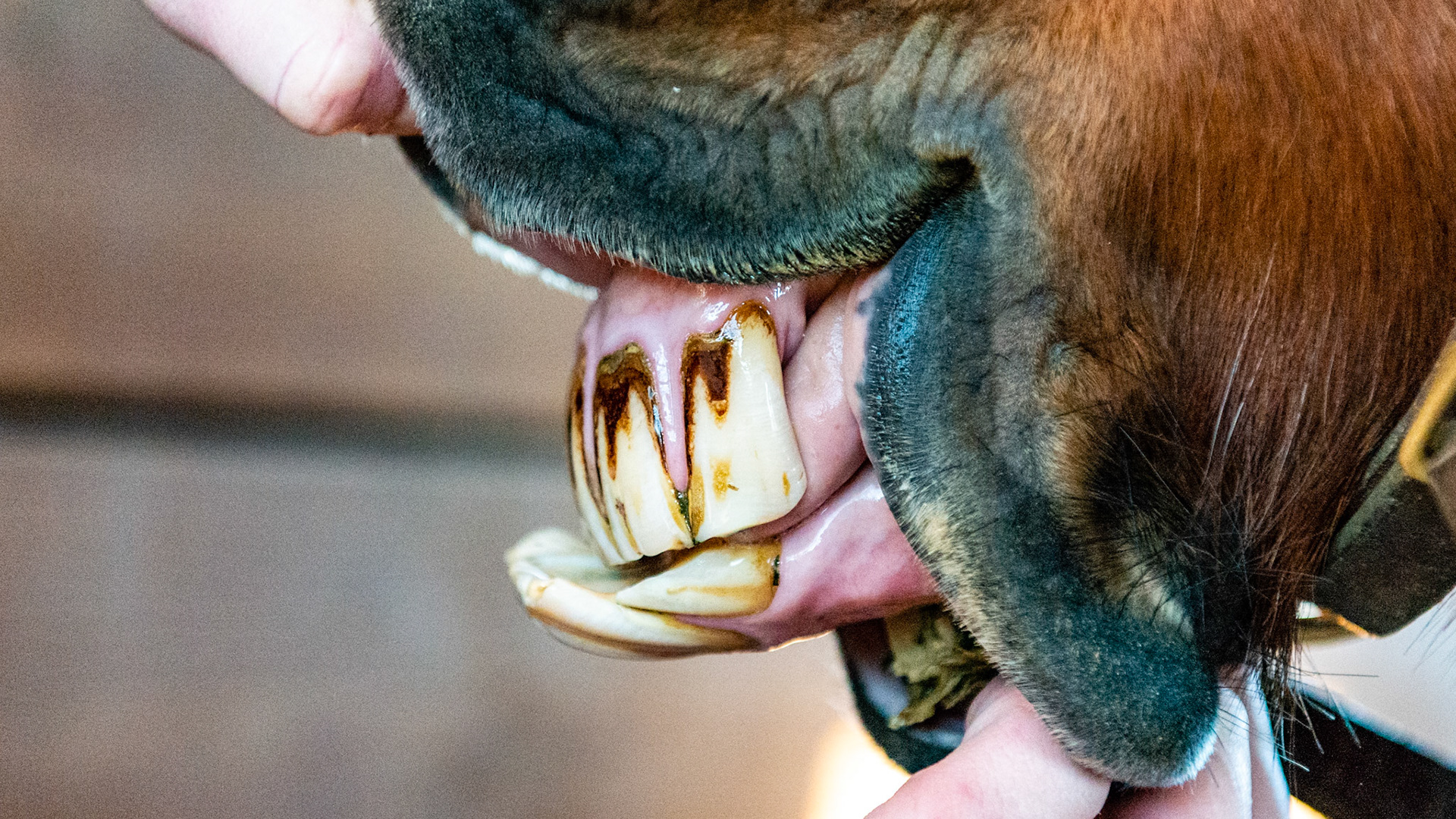 20 year old pony mare with a sow mouth with no eating or chewing difficulties. The lower 6's and the upper 11's are over-erupted and easily reduced with just filing.