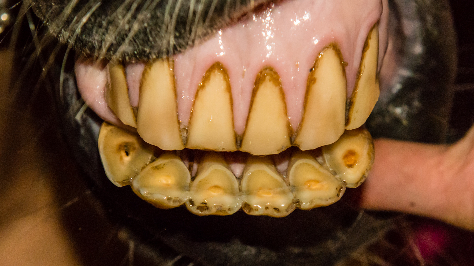 Horse C - Underbite in a 30 year old horse that has cribbed all of his life.