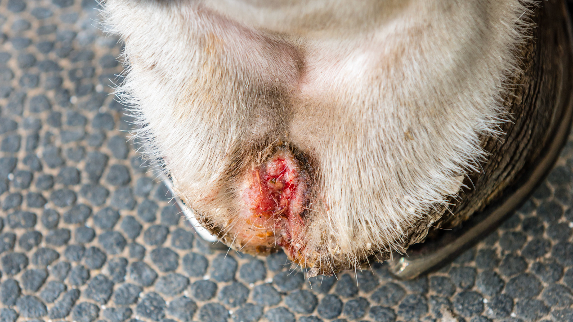 Horse A - Coronitis in the ssame horse seen 15 months earlier. Farrier keeps area cleaned, Frequently shaved and washed daily with mild soap. I saw this horse bite the open area between the bulbs of the heels. This is the best it has look in many years.