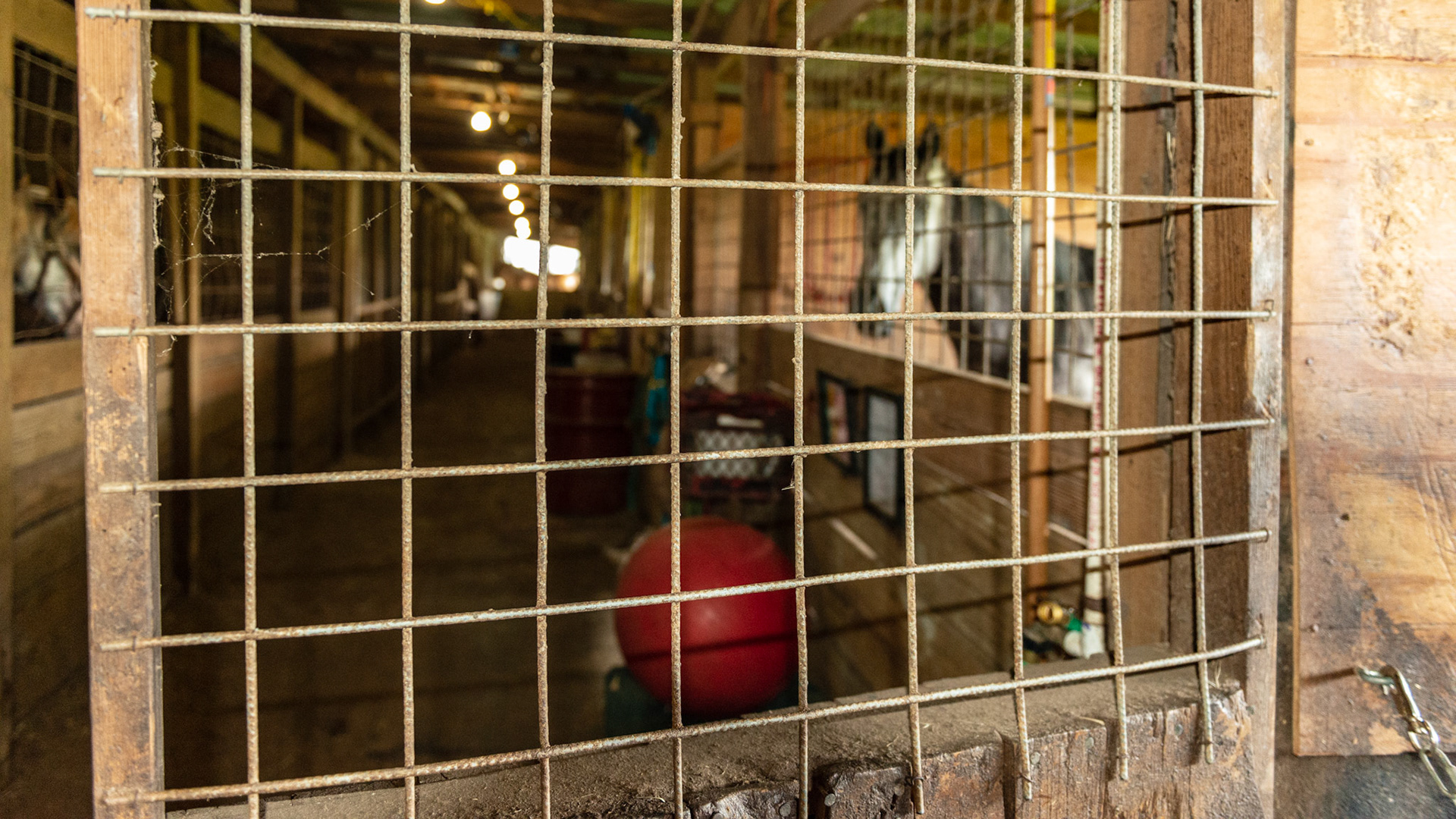 Hog paneling (¼ inch steel rods welded) used as paneling for the stall door. NOTE the exposed edges of the panel that can catch halters, blankets, or skin.