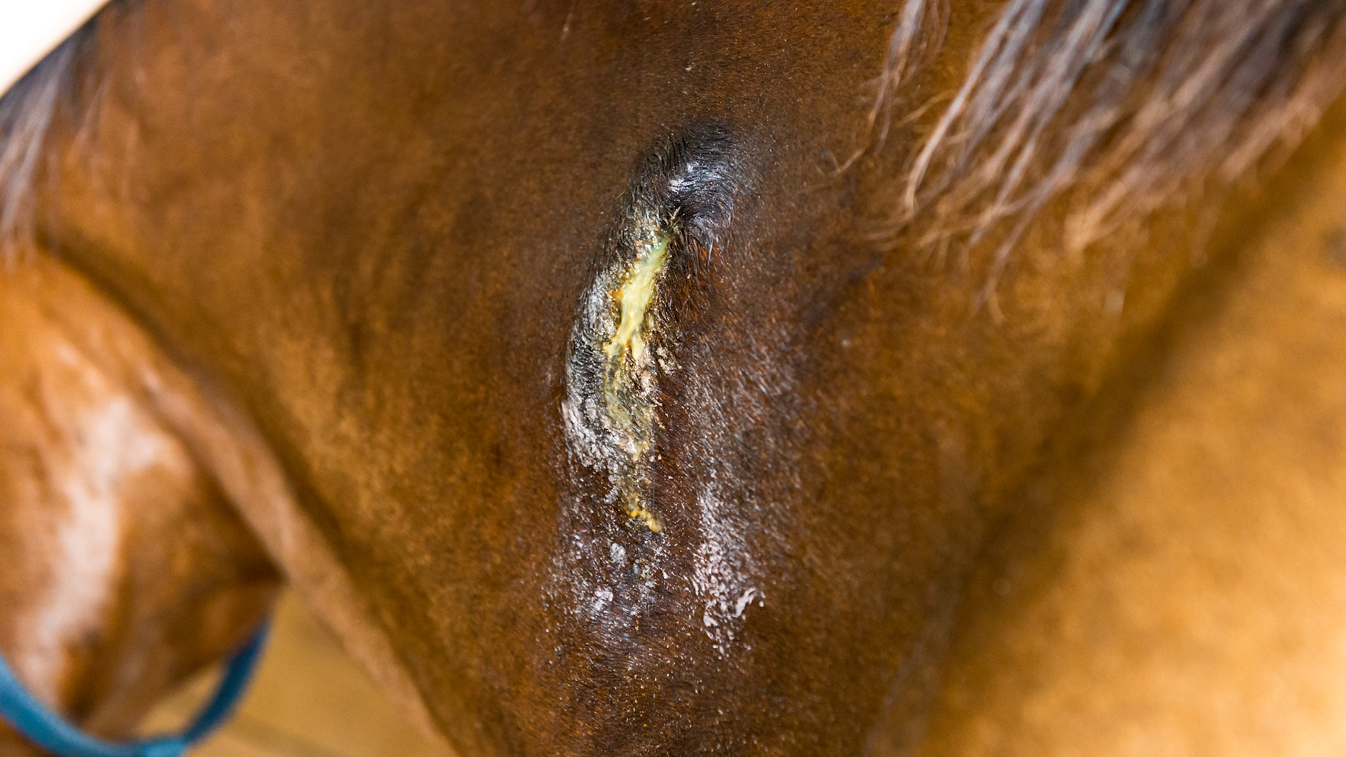 A growing mass in this horse's neck was surgically removed 2 months ago. The mass was not well defined and the attempt was incomplete. The surgical site still drains due to the removal of the blood flow during surgery causing necrosis of the site and draining pus.