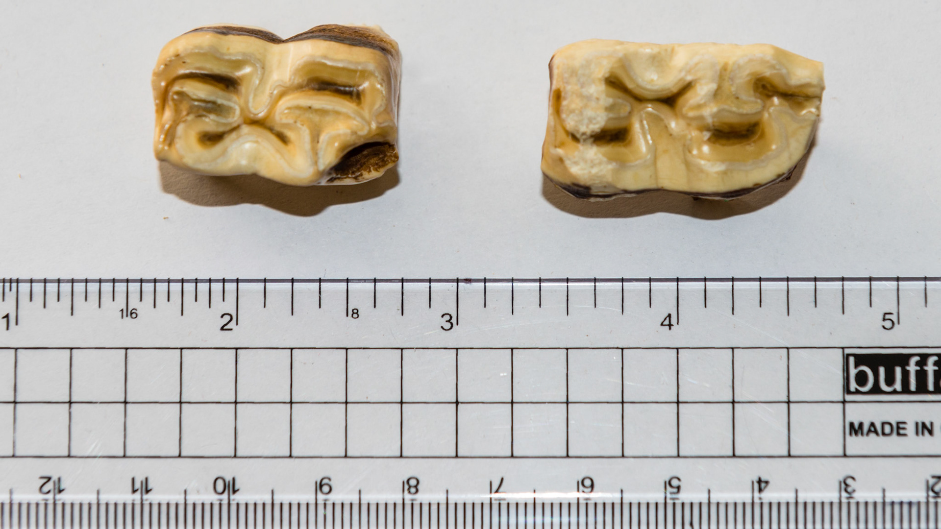 These cheek teeth caps are unusually thick and resisted shedding because their size wedged them inbetween the 2 neighboring teeth.