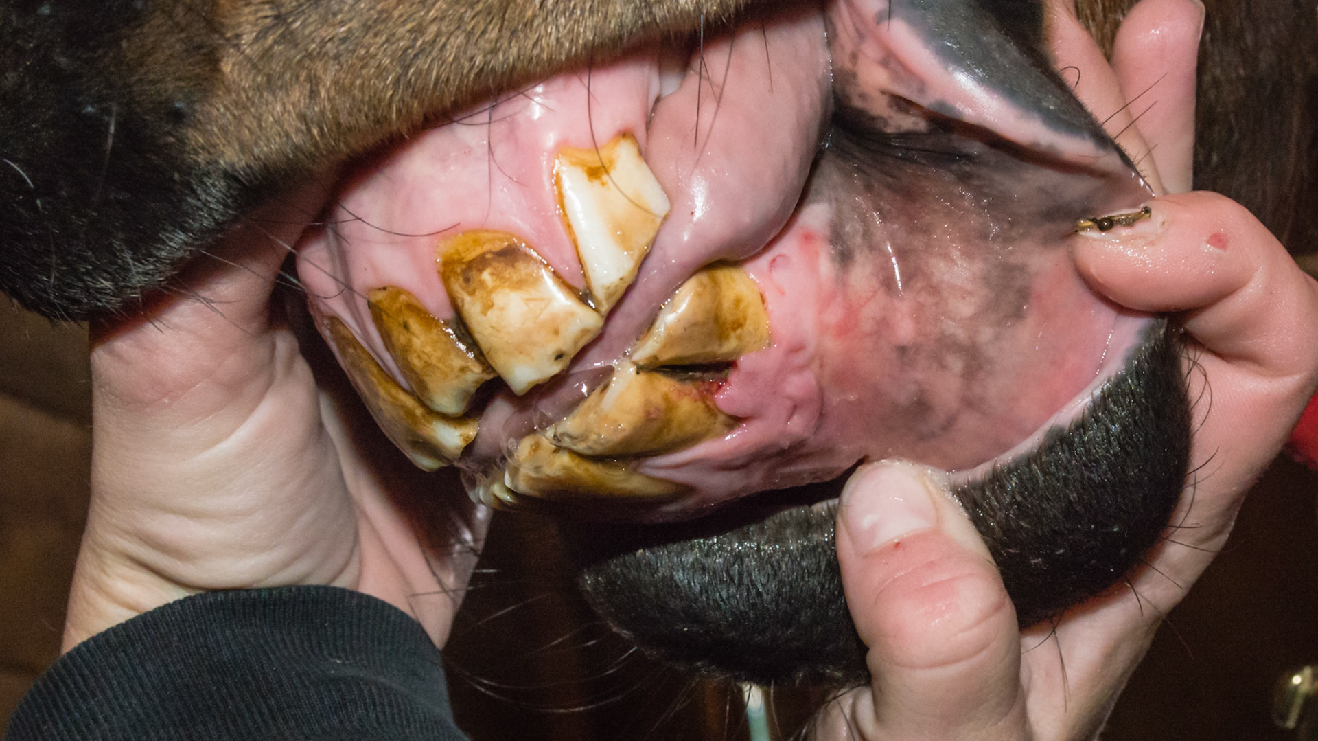 Beginning EOTR-H or maybe tissue damage from trauma. It is hard to tell from the outside without X-rays.