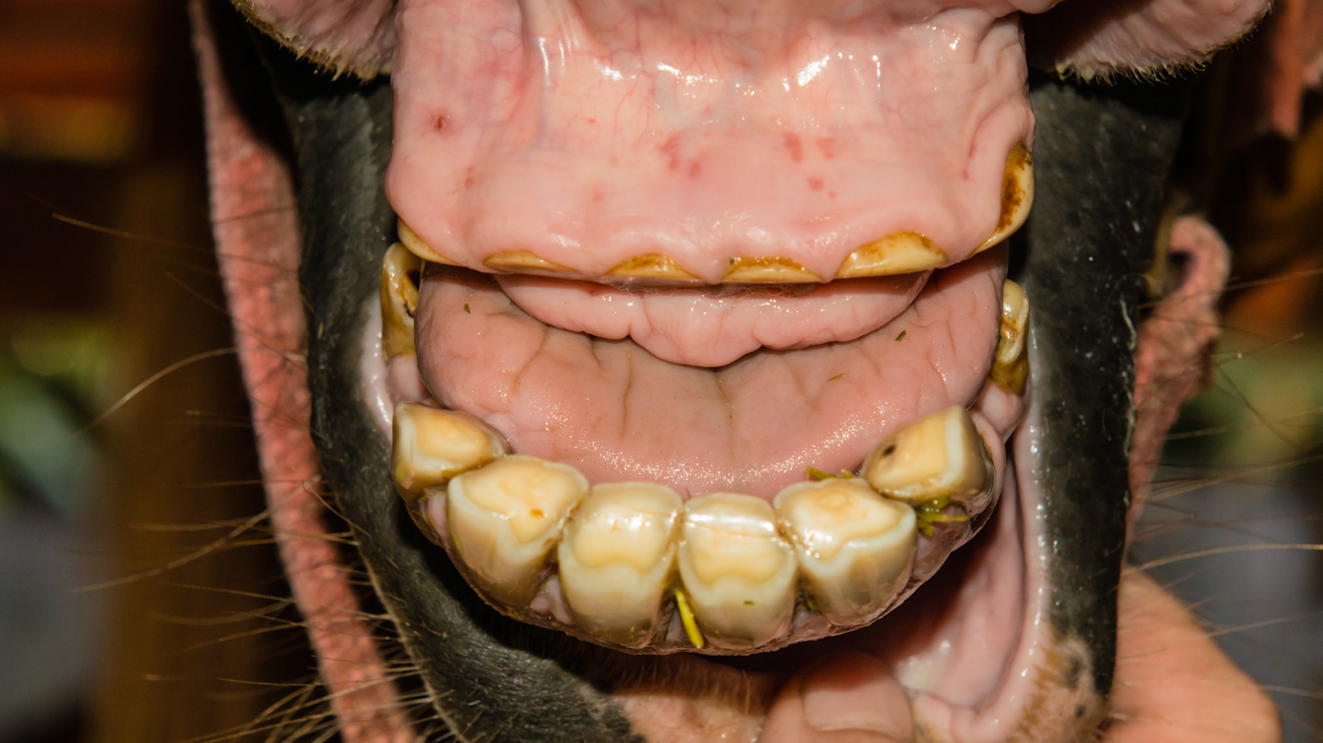Horse C - Long time cribbing has reduced upper incisors to gum level and extended the lower incisors to almost in line with the mandible.