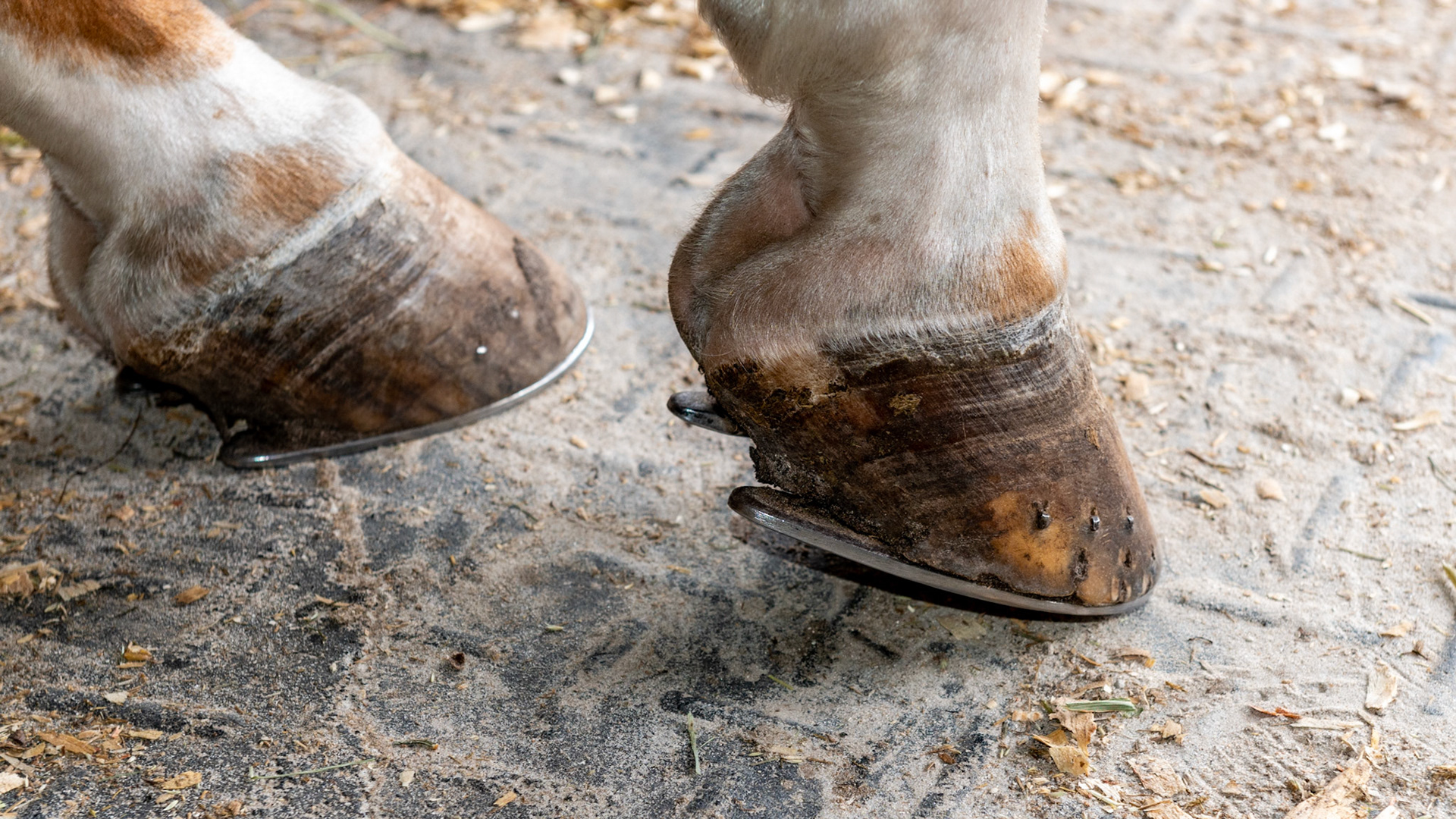 Reining shoe on the hind hooves of this reining horse. Note the long trailers and the ultra smooth surface for sliding.