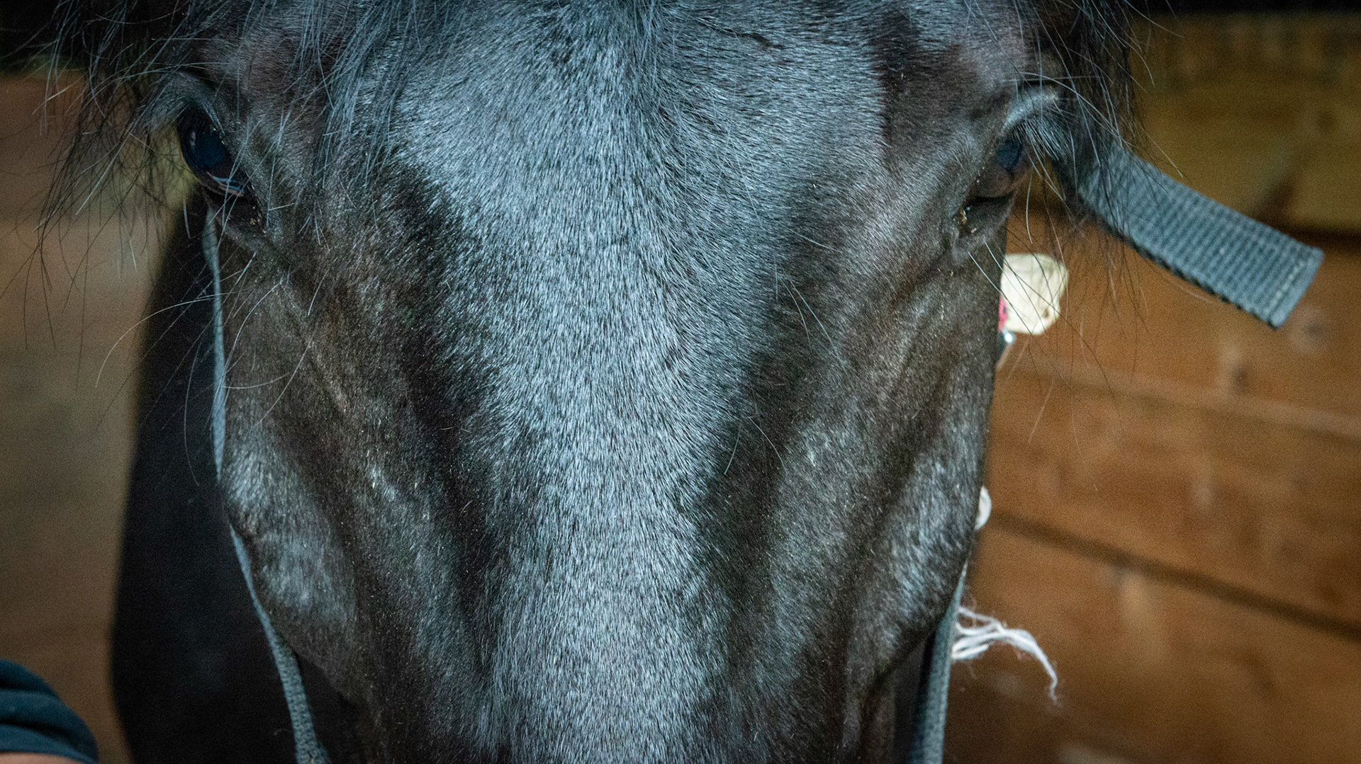 Large facial crests on both sides with damage to the right one. This horse also had a slight nasal asymmetry and a left eye lid that drooped (note that the eye openings are not the same) . The ears were normal. Not a complete Horner's Syndrome but fairly sure it is trauma related.