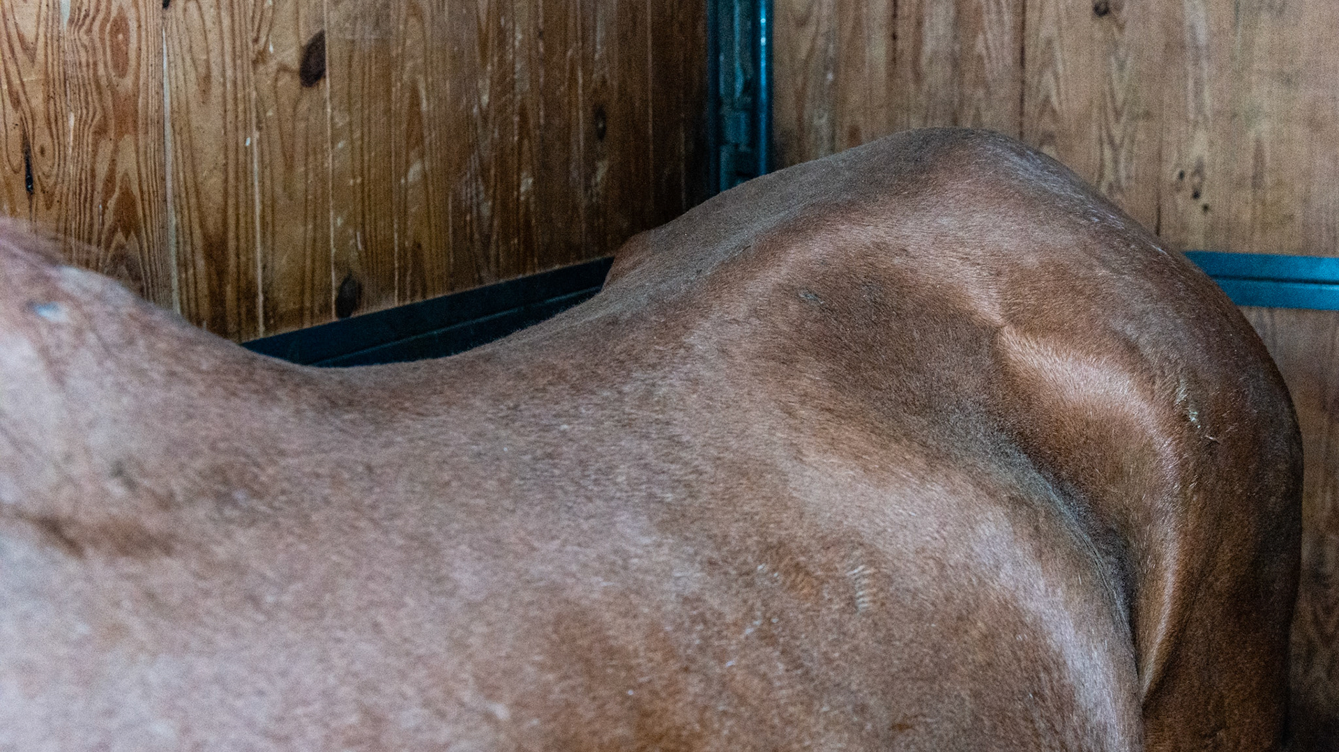 Top Line Score D = loss of musculature along the spine from the withers to the rump (croup).