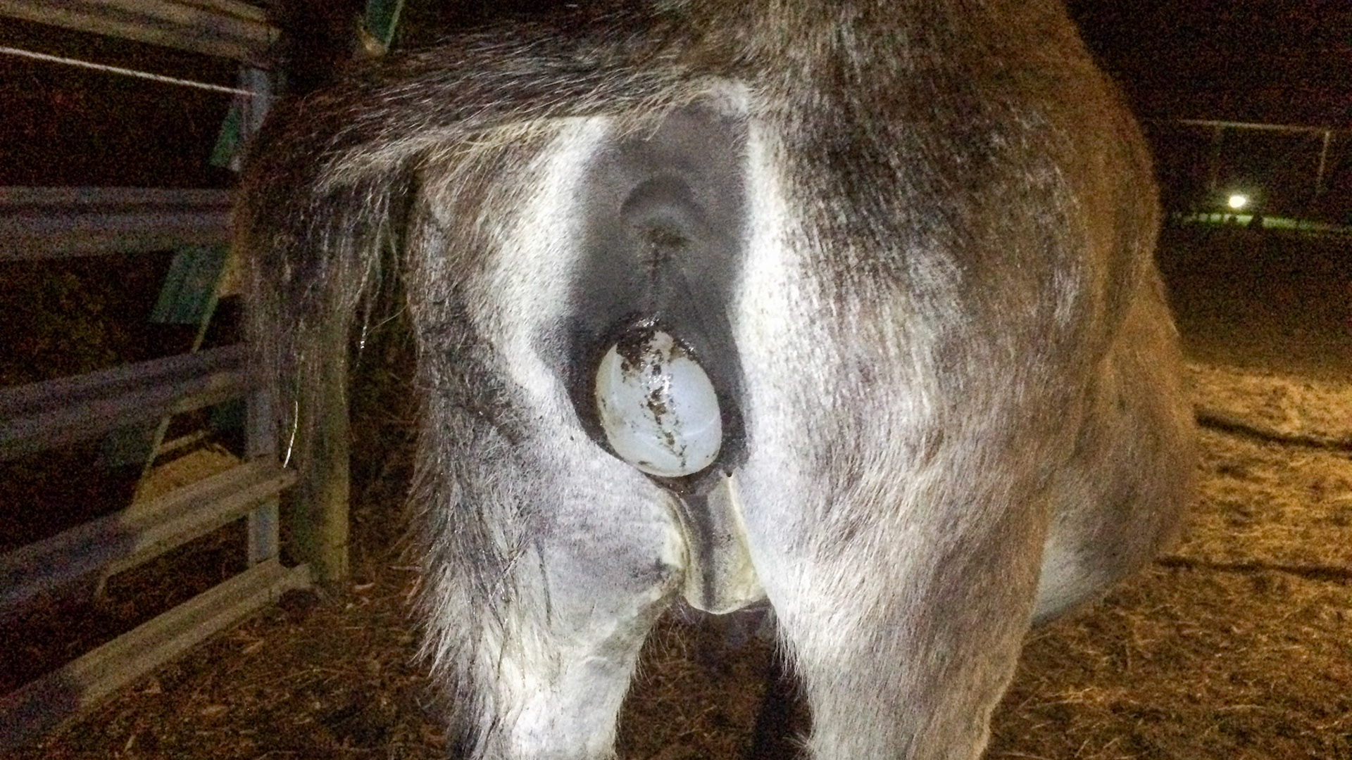 8/29 - Donkey birth - It is very common for the mare to stand at this point.  This helps to reposition the foal on the long axis in the canal and does not harm the delivery.  If a leg was back or any other bad presentation, this would be the time you would start to be concerned but experience helps you through this part.