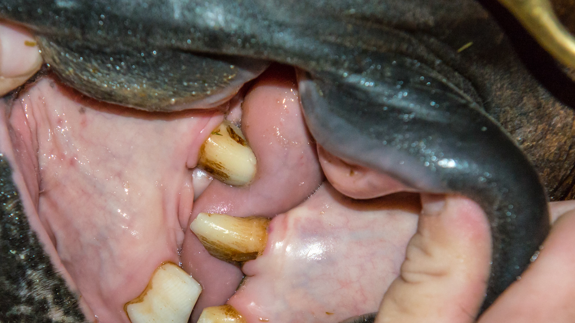 Horse A - Large canines before reduction