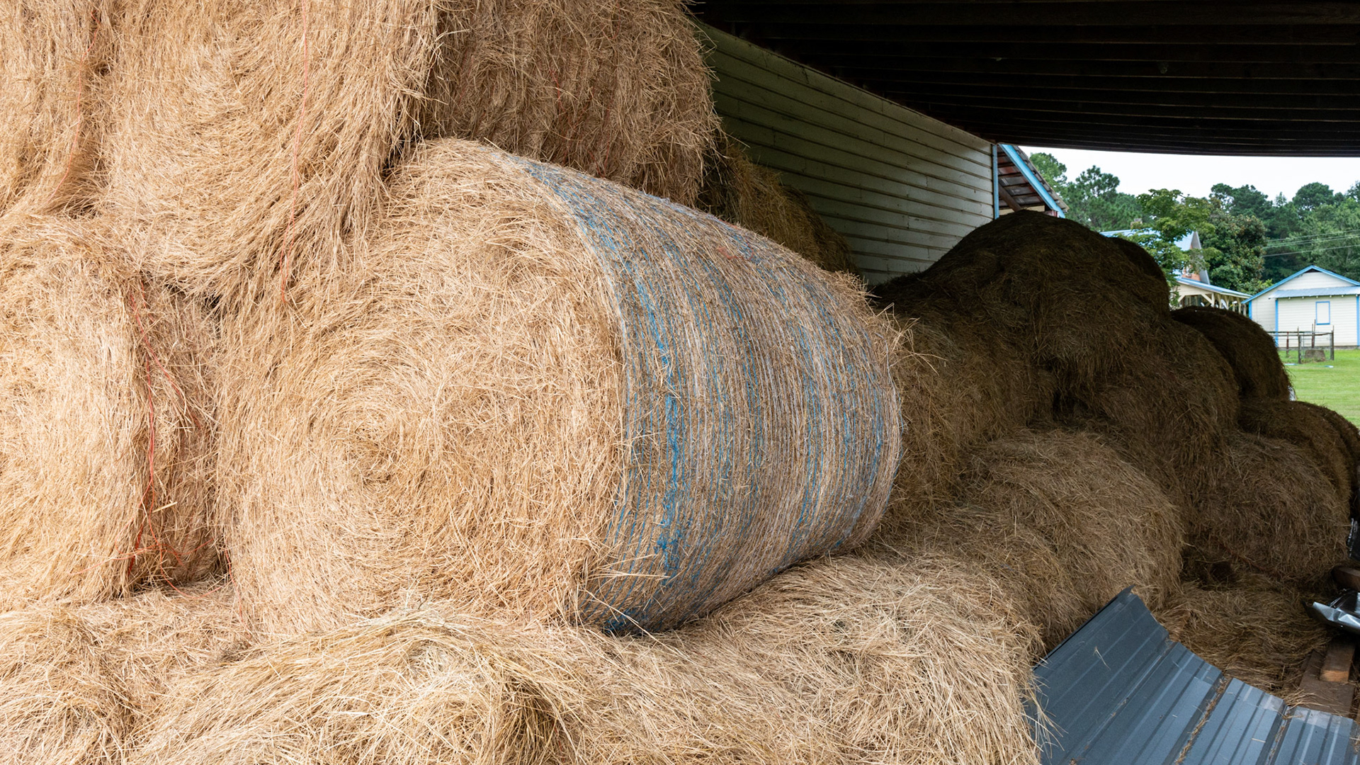 Round bales of grass hay stacked in a hay shed.